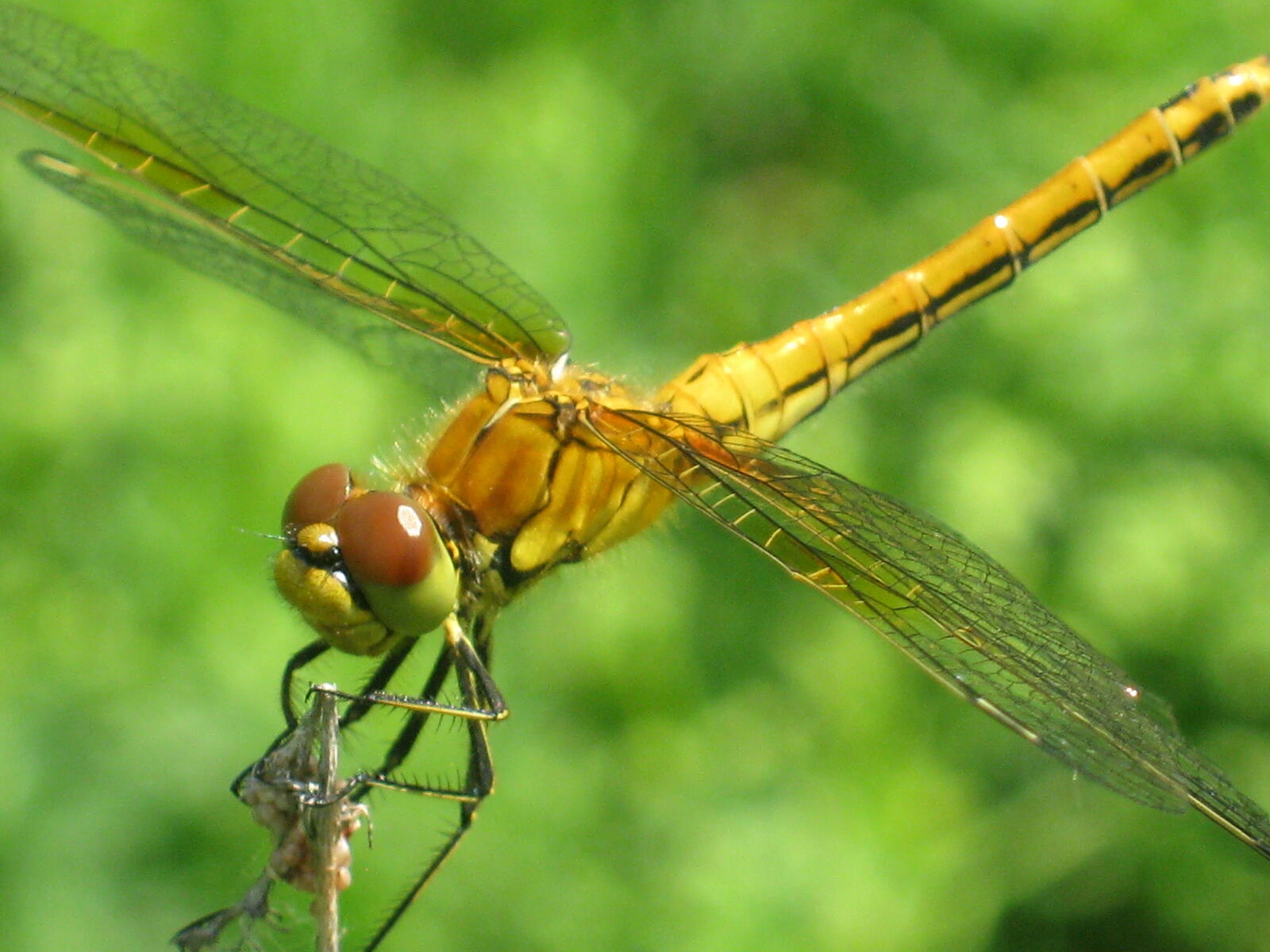 Wallpapers dragonfly insects macro on the desktop