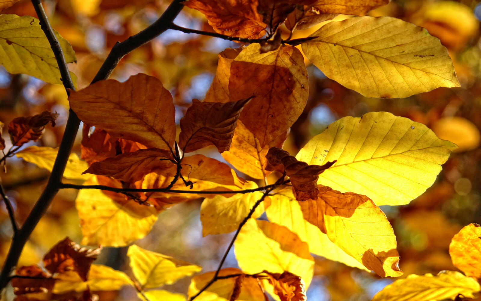 Обои осень листья ветки на рабочий стол