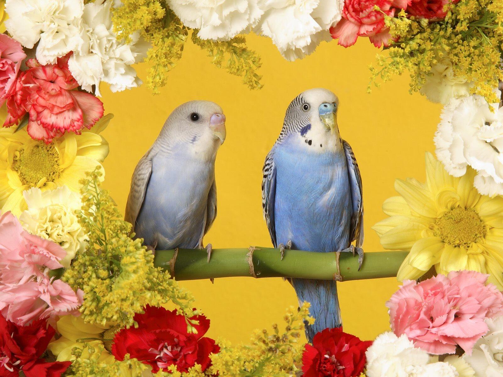 桌面上的壁纸鸟类 鲜花 康乃馨