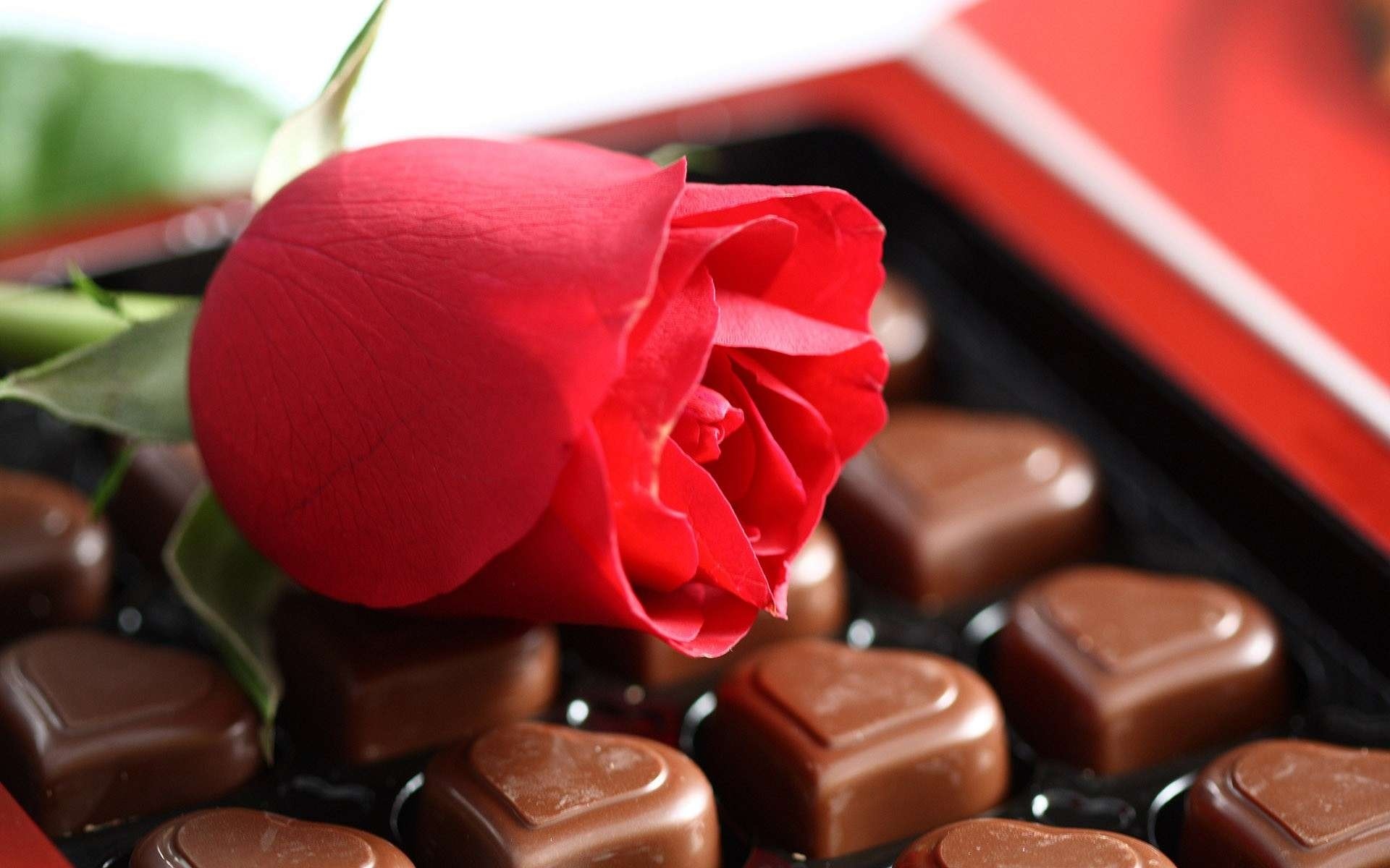 Обои роза конфеты сердечки на рабочий стол