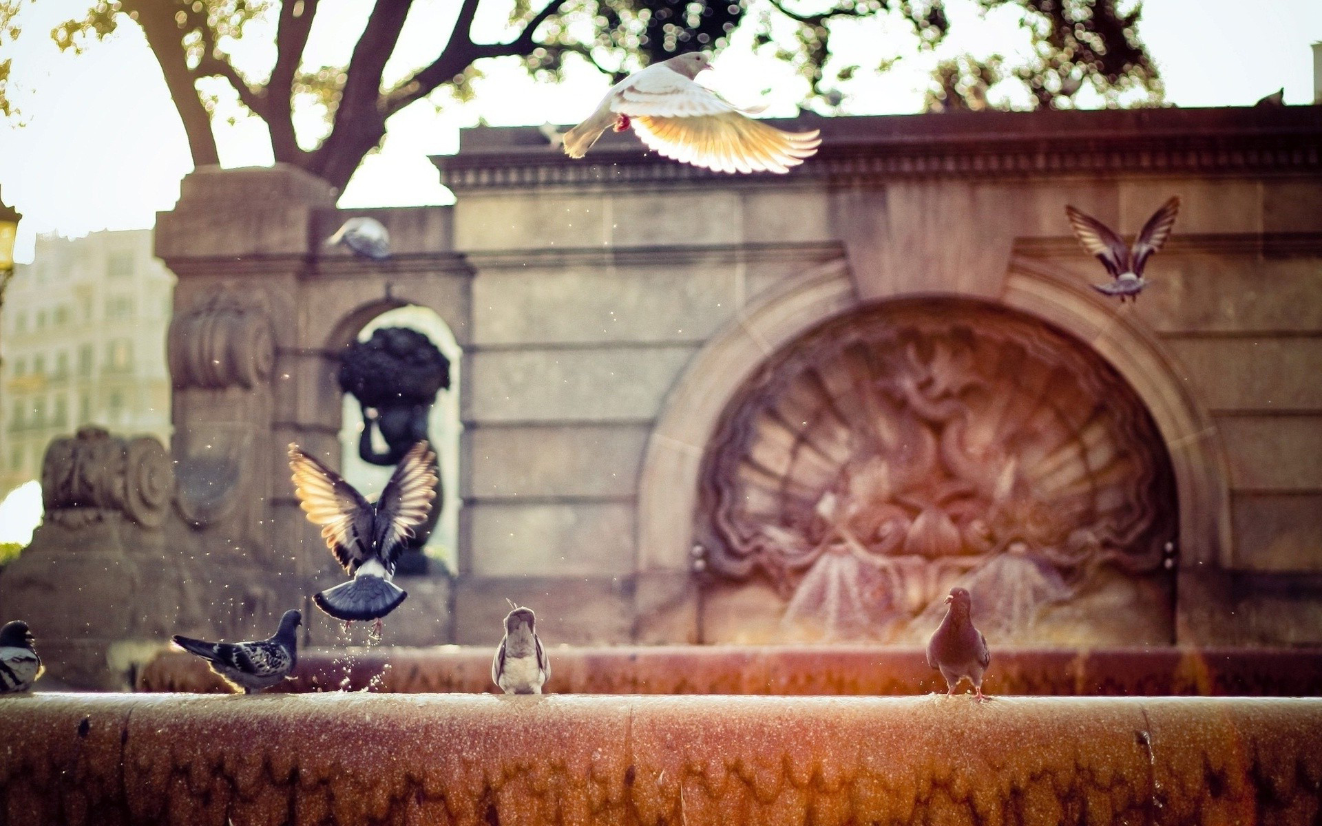 Wallpapers pigeons fountain wings on the desktop