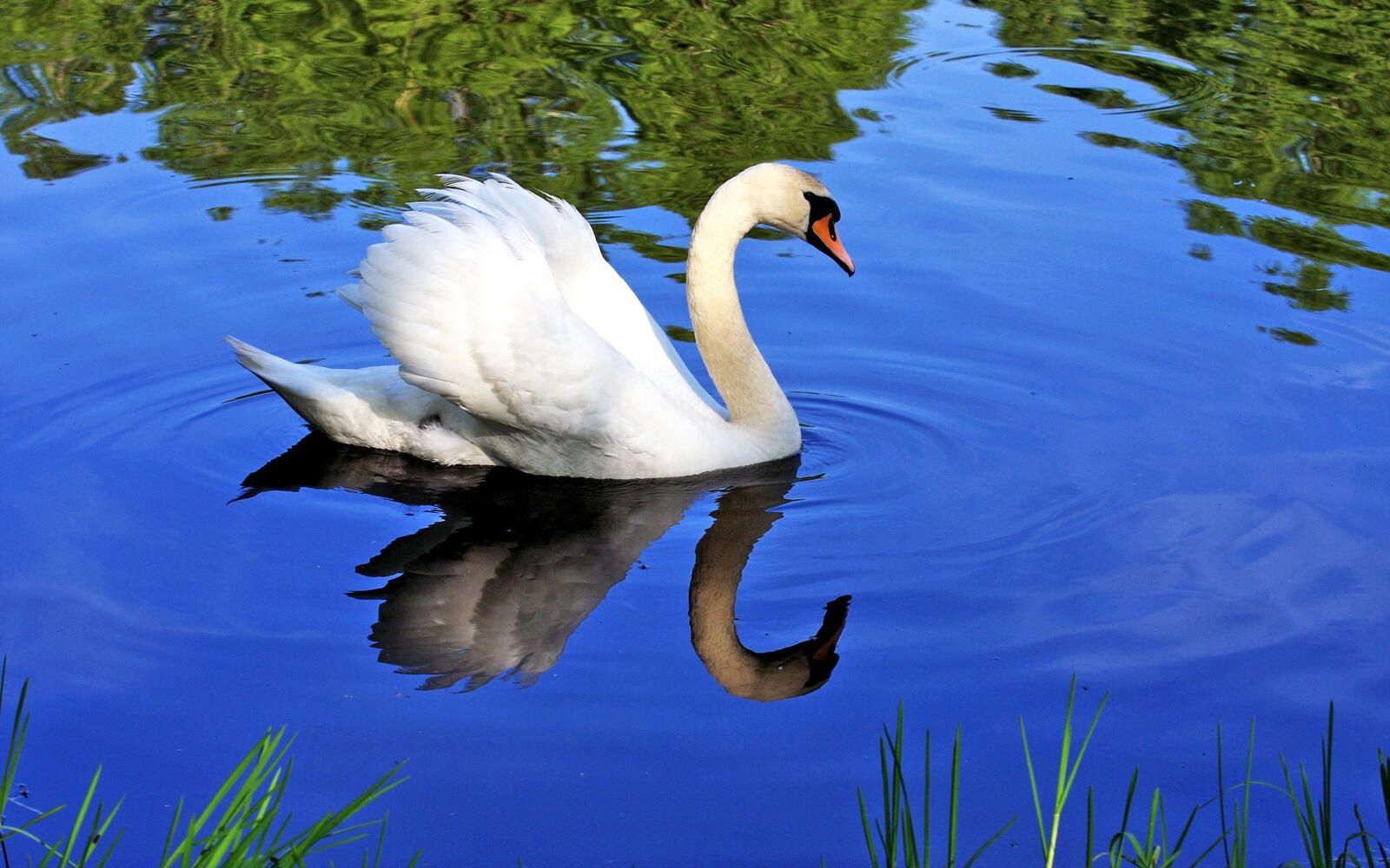 Wallpapers swan one thing on the desktop