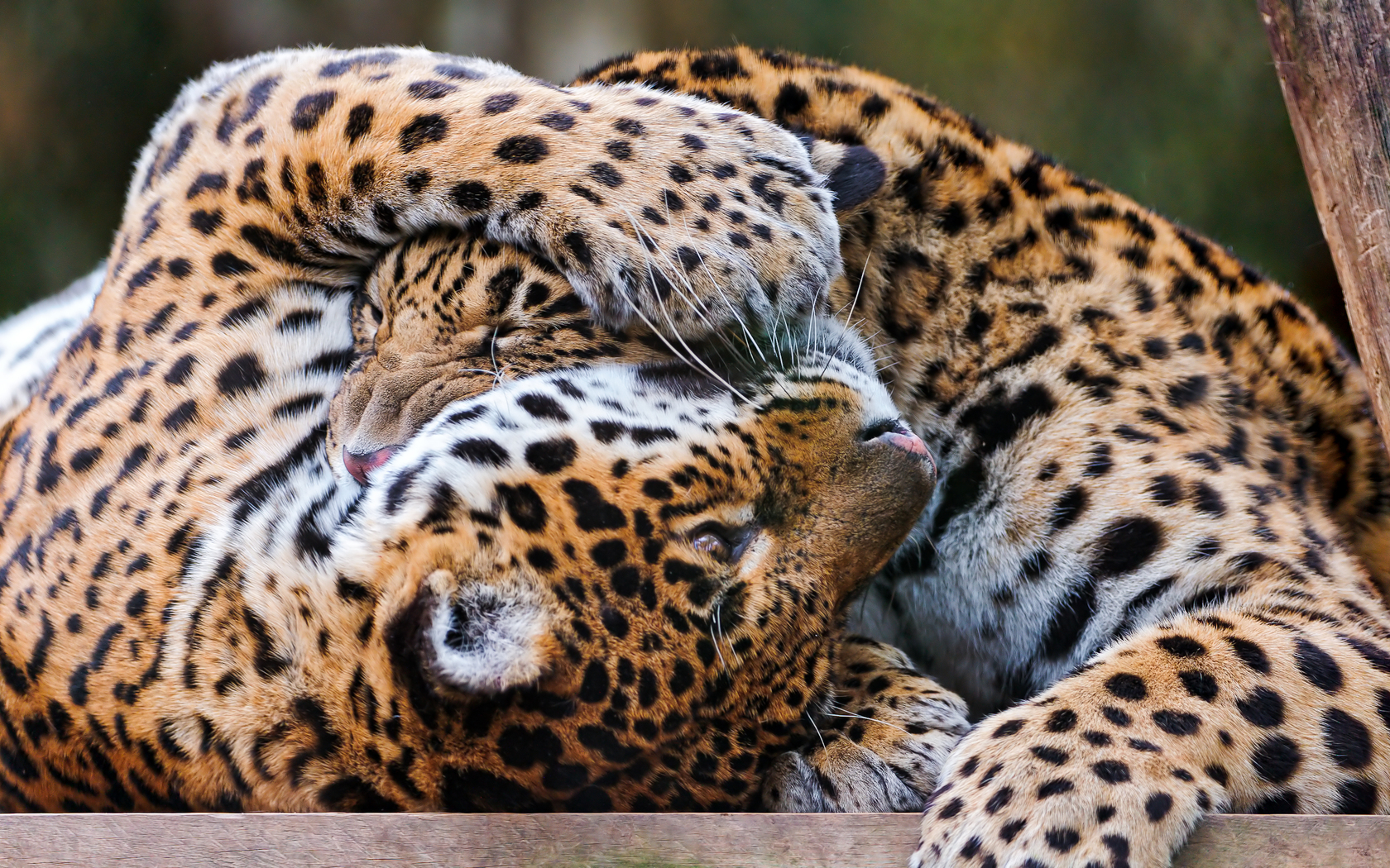 Фото бесплатно леопарды, двое, играют