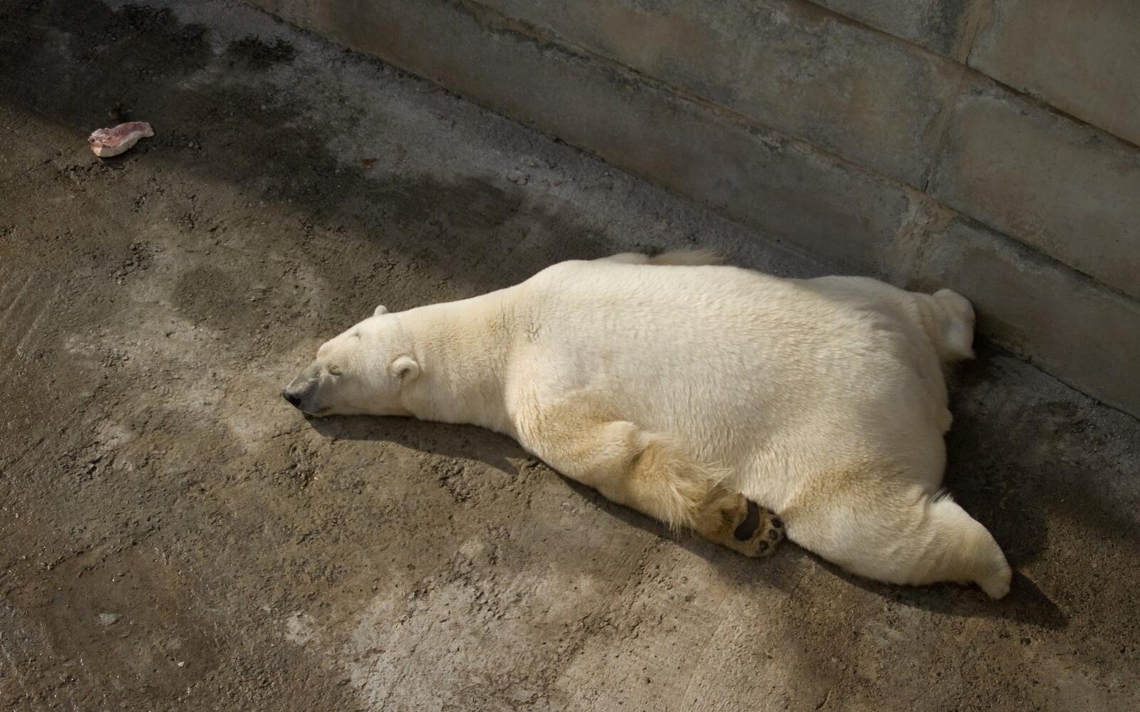 Обои спит медведь полярный на рабочий стол