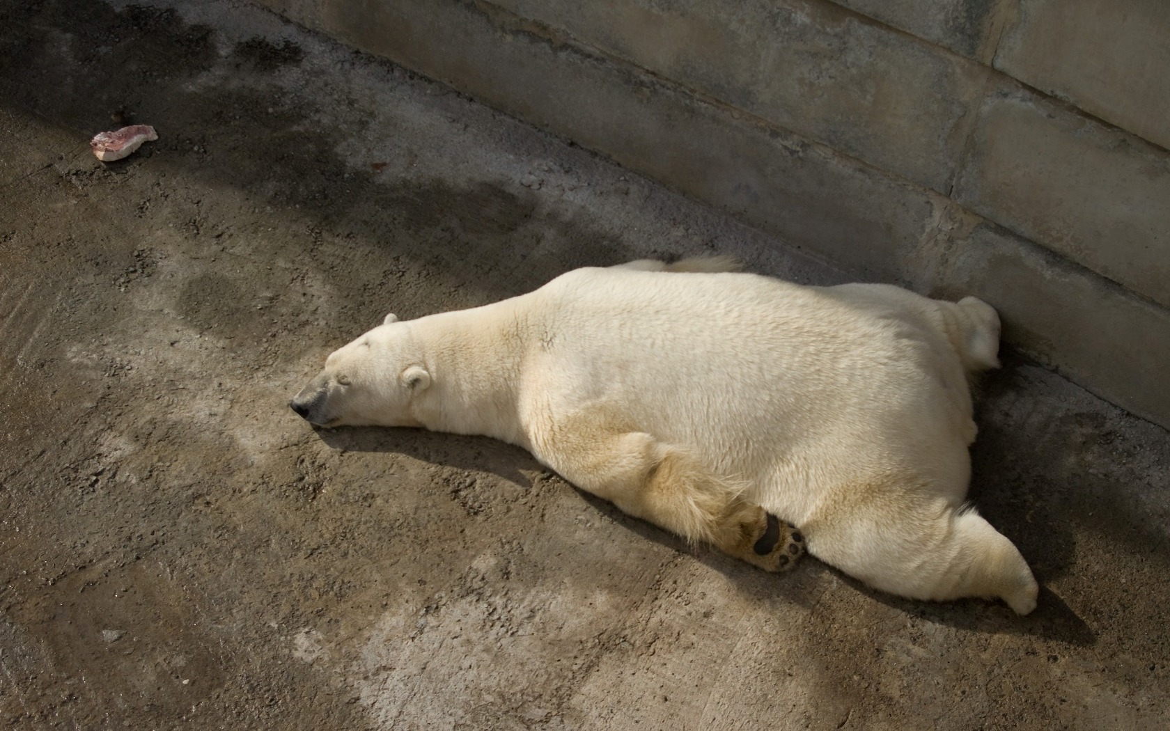 Обои спит медведь полярный на рабочий стол