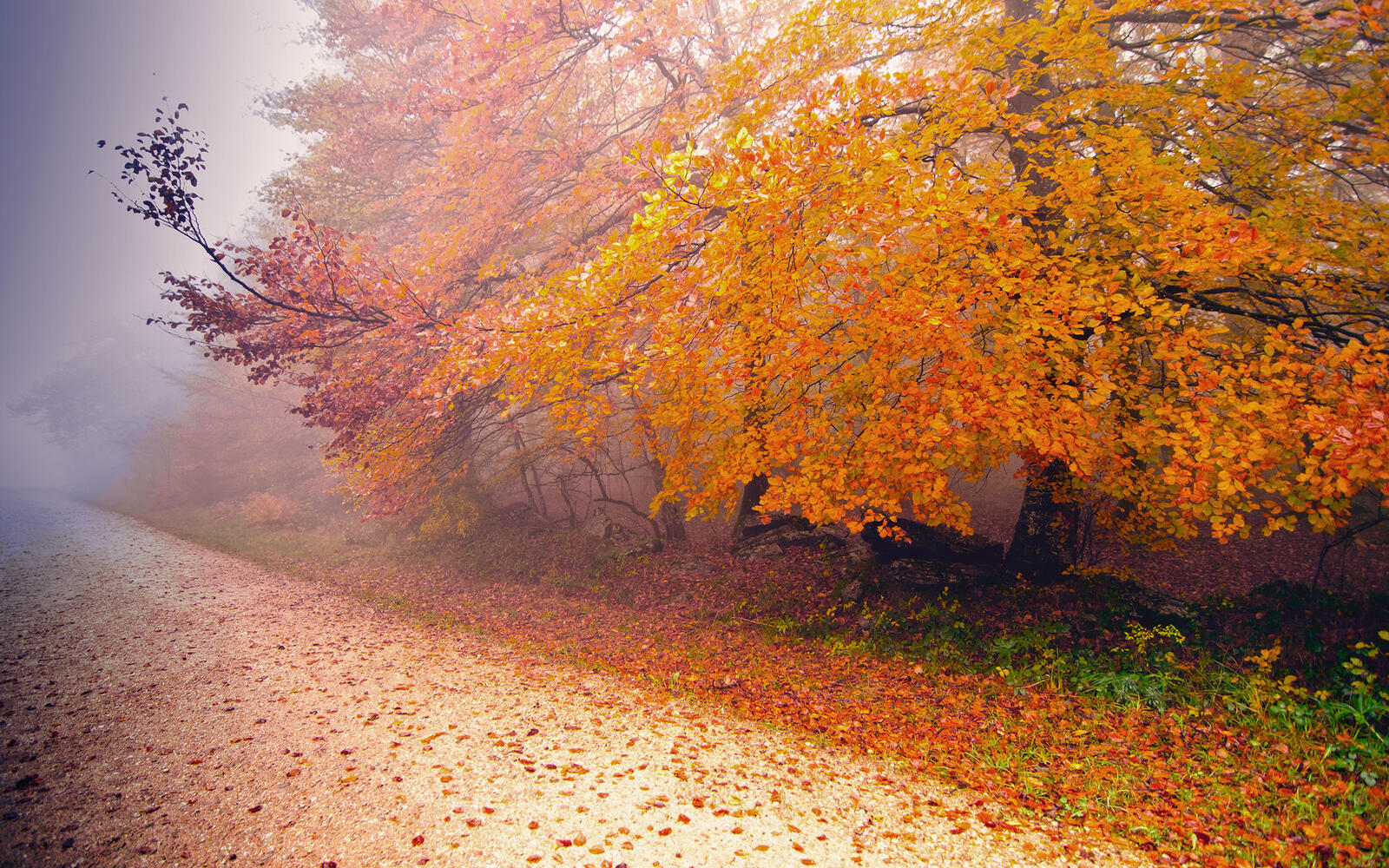Wallpapers landscapes leaves autumn on the desktop
