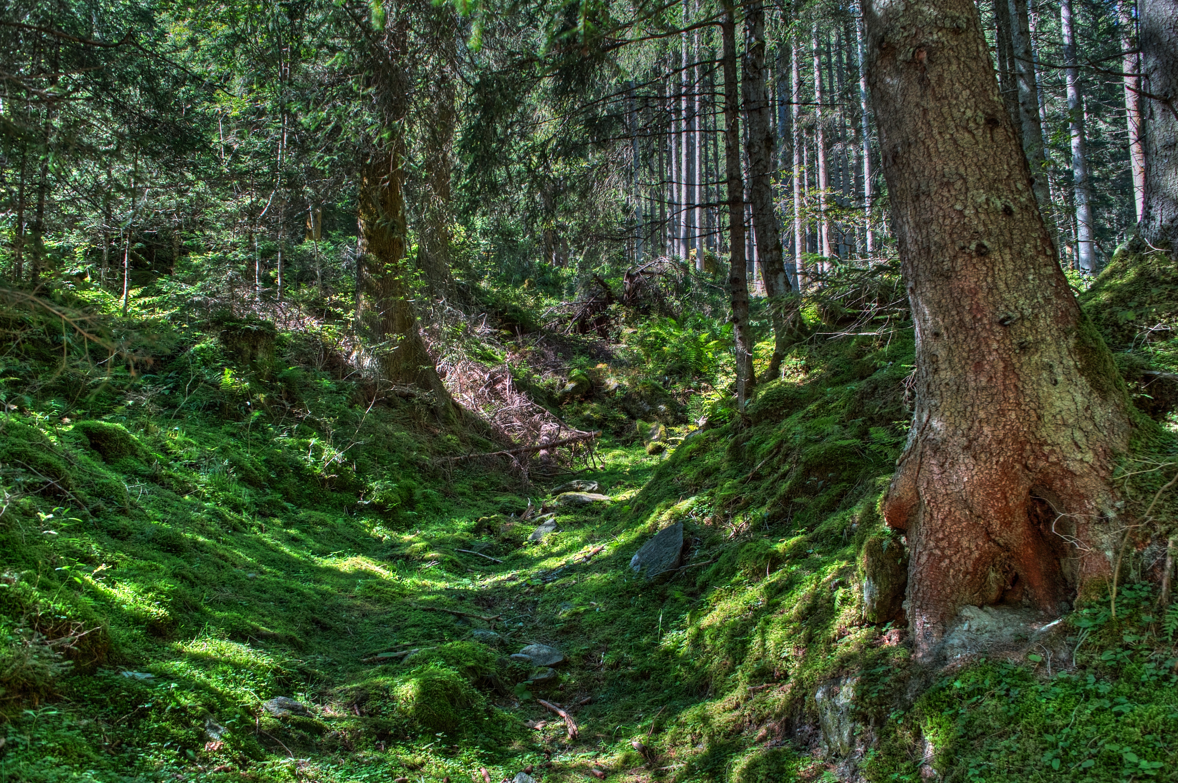 Низина земли. Реликтовый лес Сочи красная Поляна. Ельник травяной. Кэрсивин Ирландия лес. Овраг в лесу.