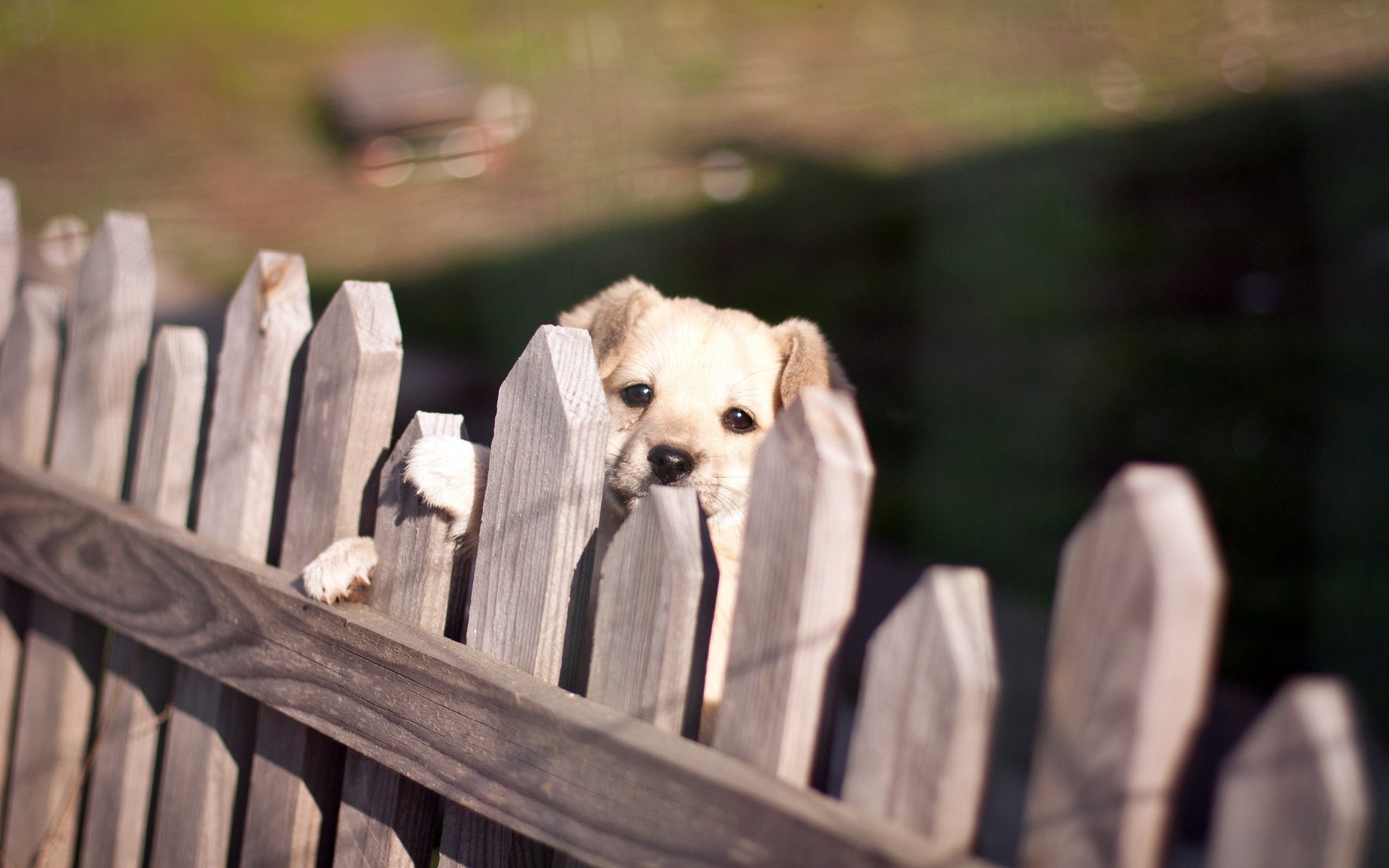Wallpapers puppy small fence on the desktop
