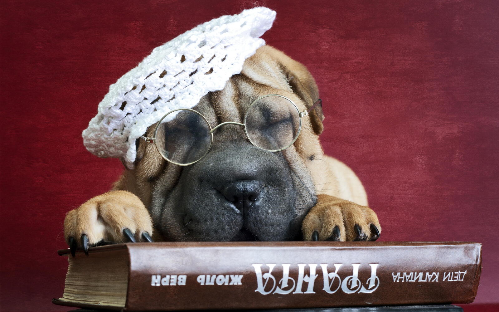 Wallpapers dog glasses beret on the desktop