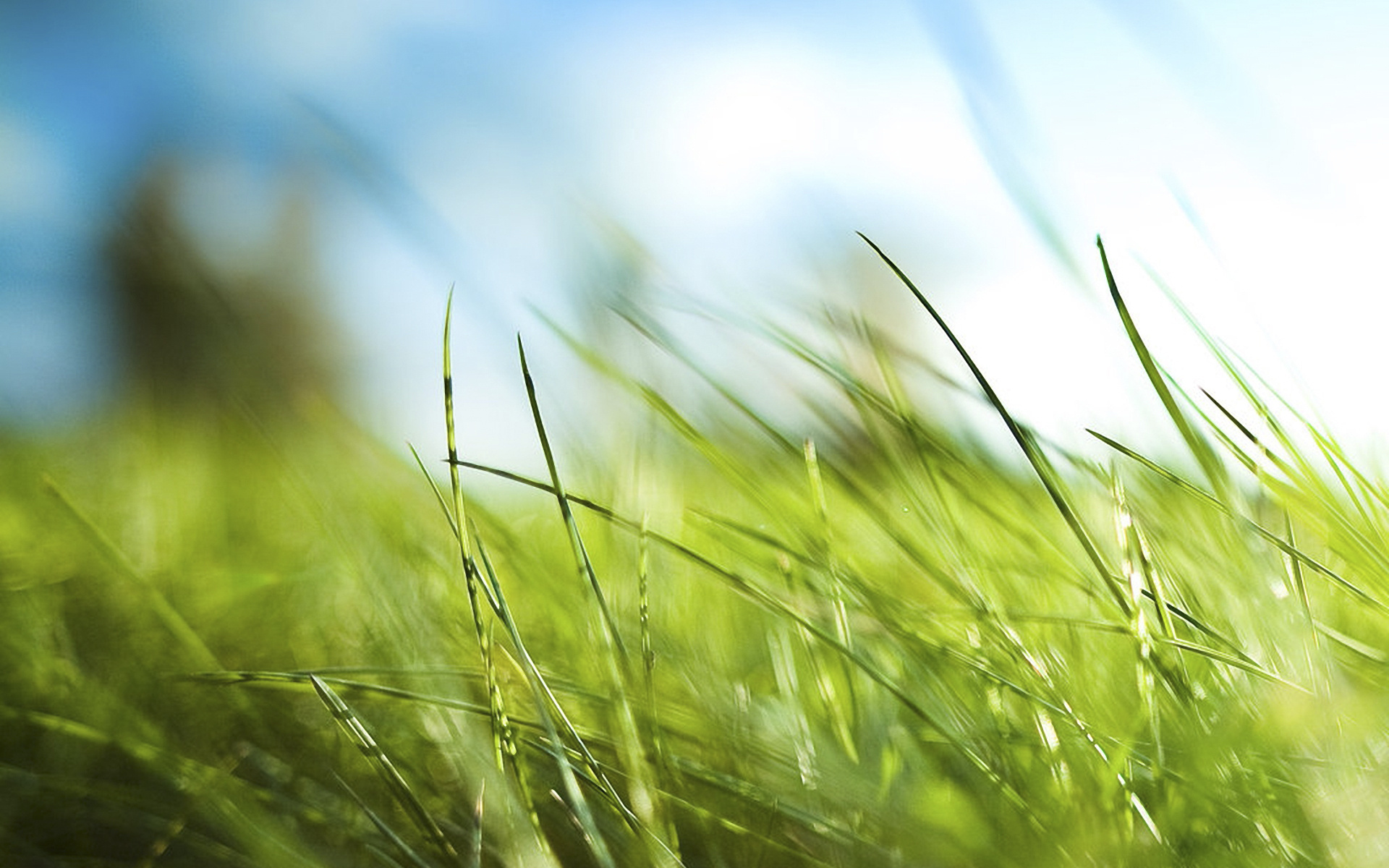 Фото бесплатно трава, лето, макро