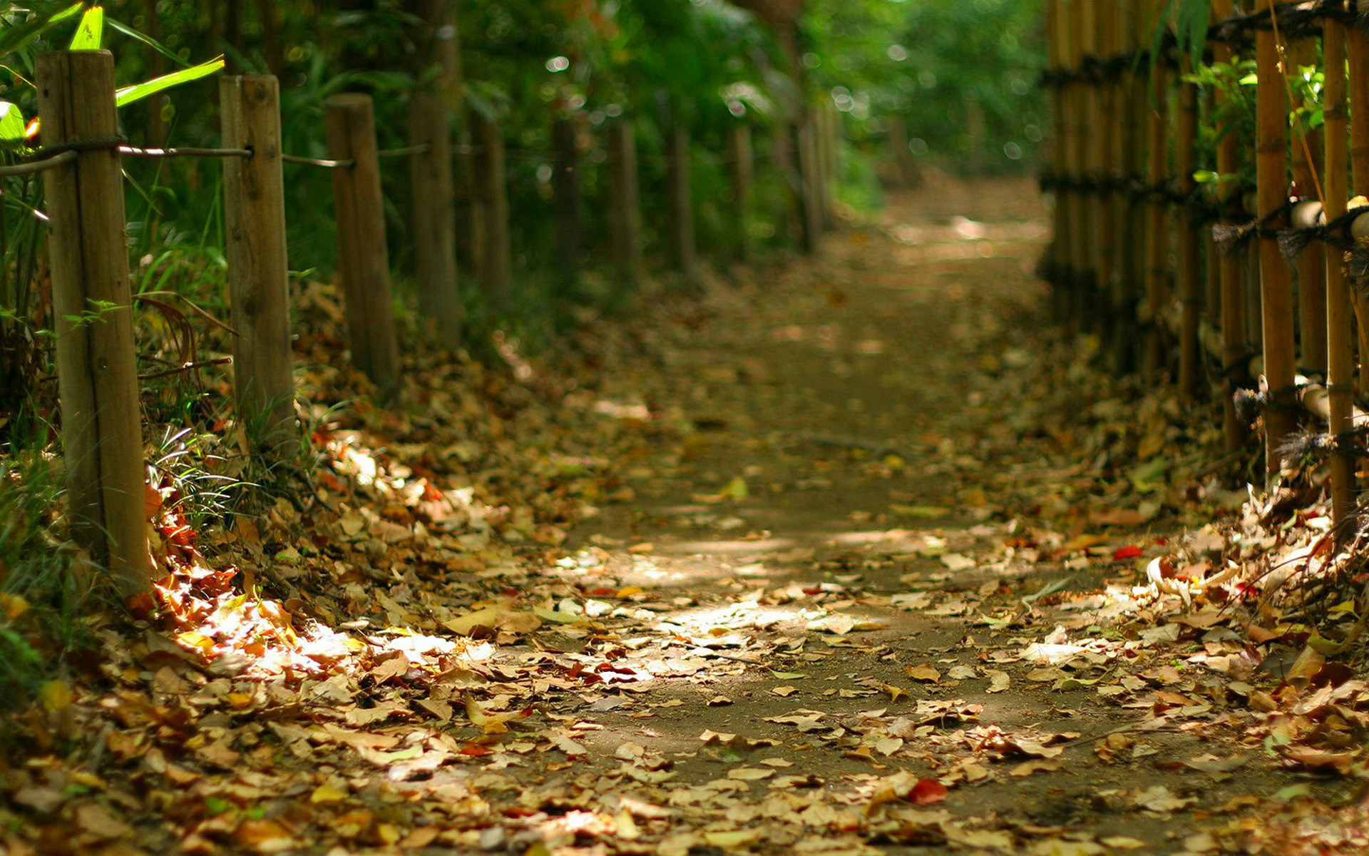 Wallpapers path foliage fence on the desktop