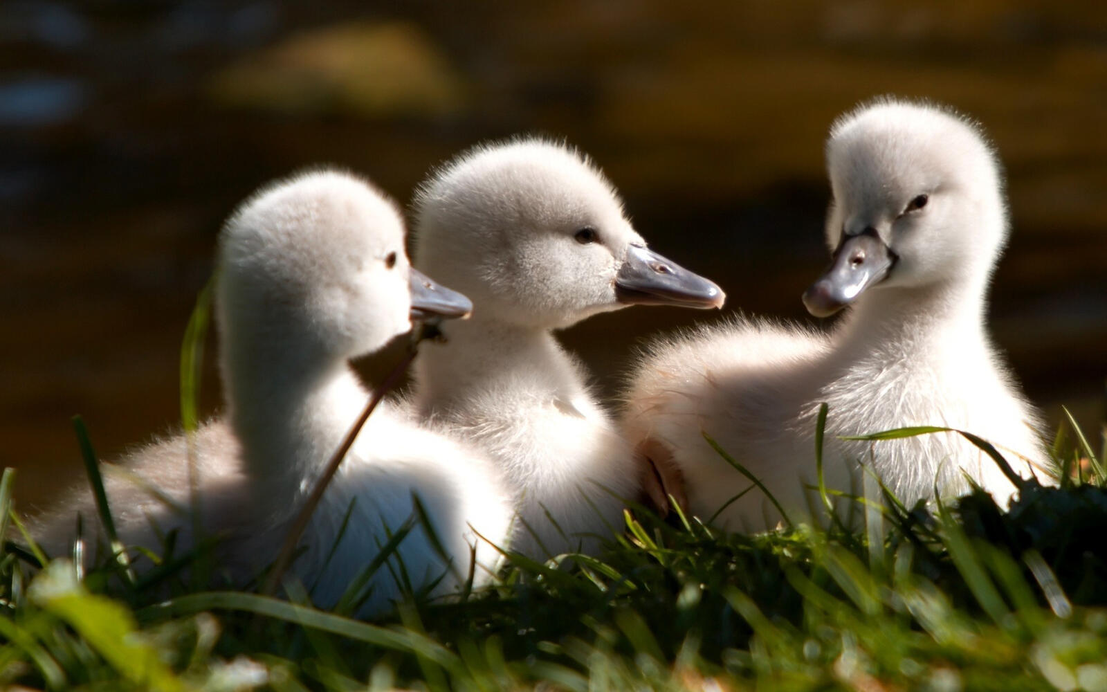 Wallpapers ducklings fluffy small on the desktop