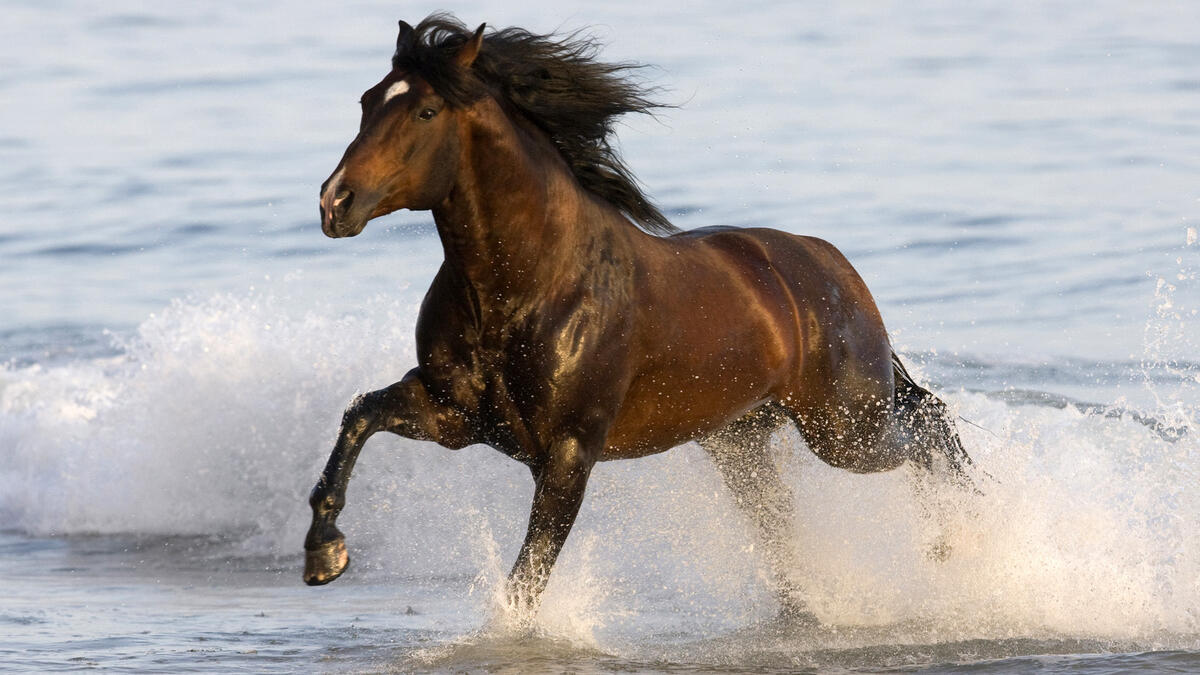 A horse running through the water