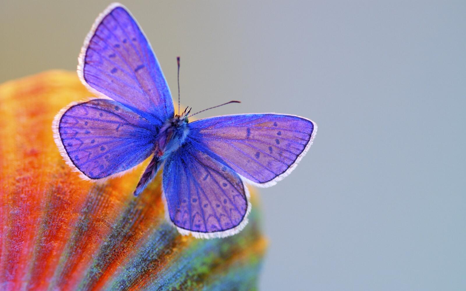 Wallpapers butterfly blue wings on the desktop