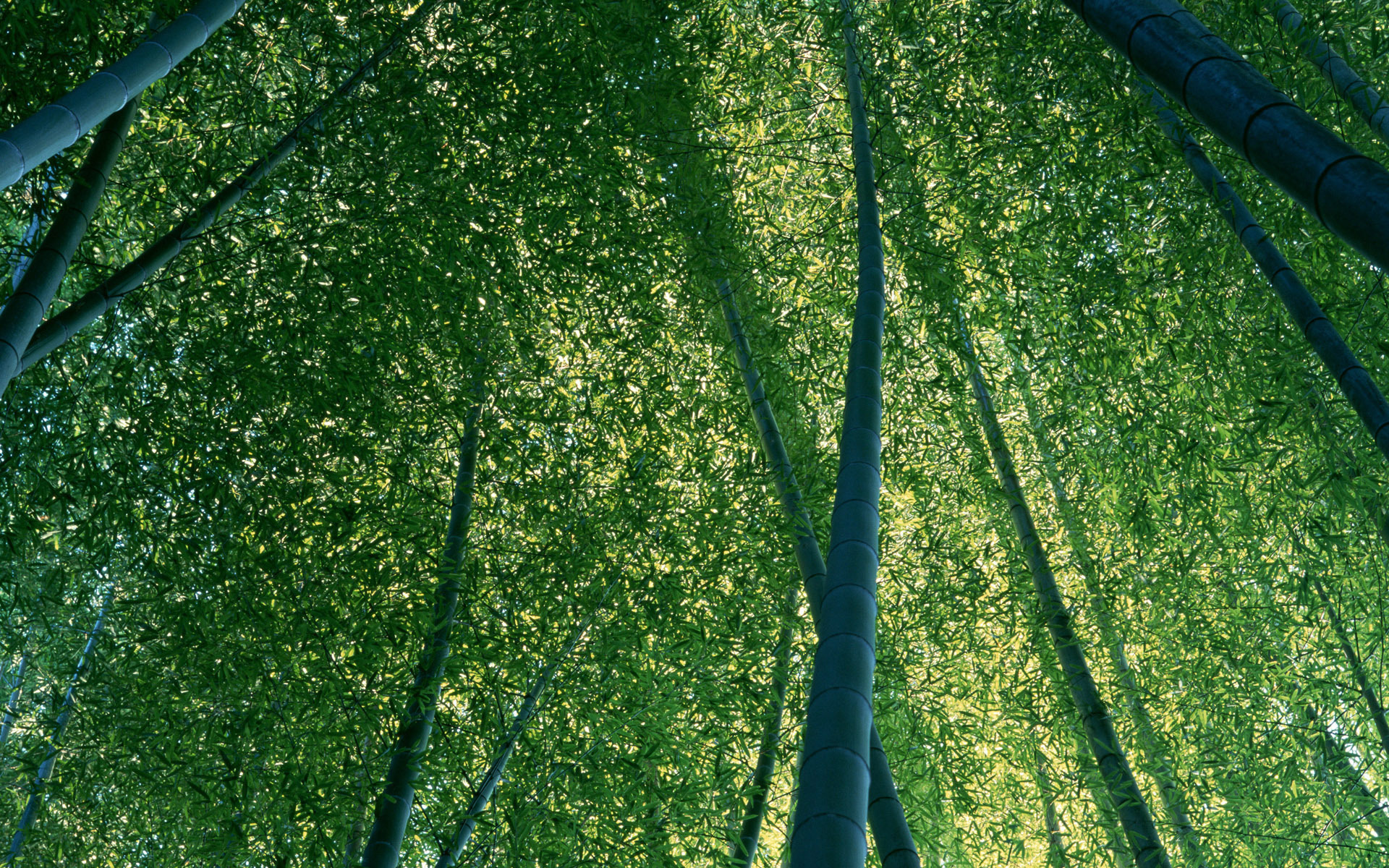 Wallpapers bamboo lx foliage on the desktop