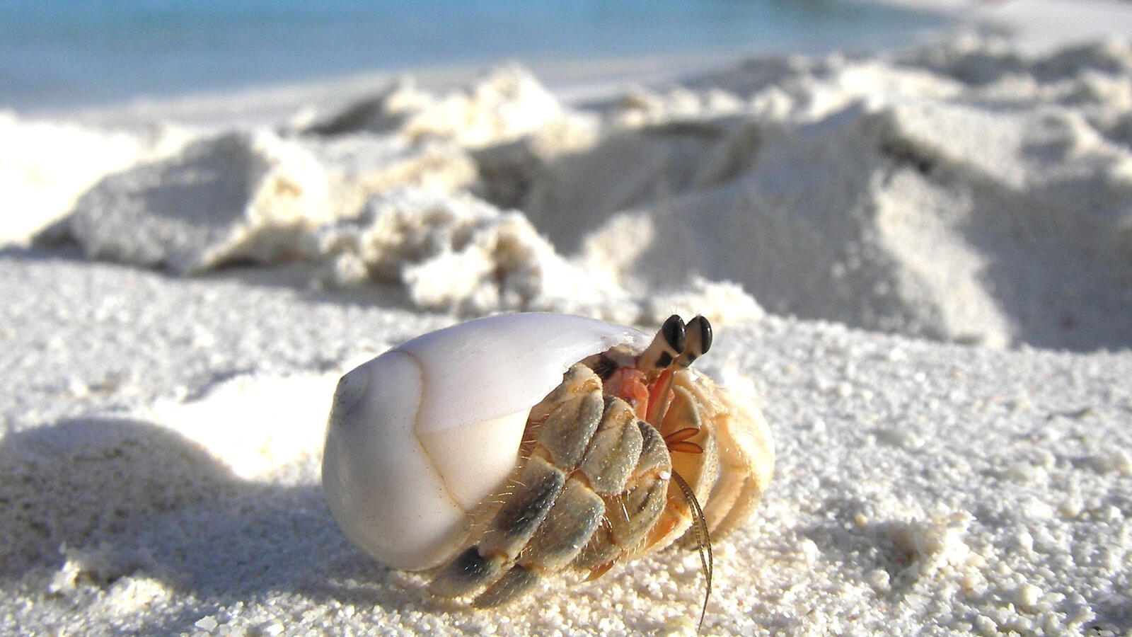 Wallpapers crab-hermit shell white on the desktop