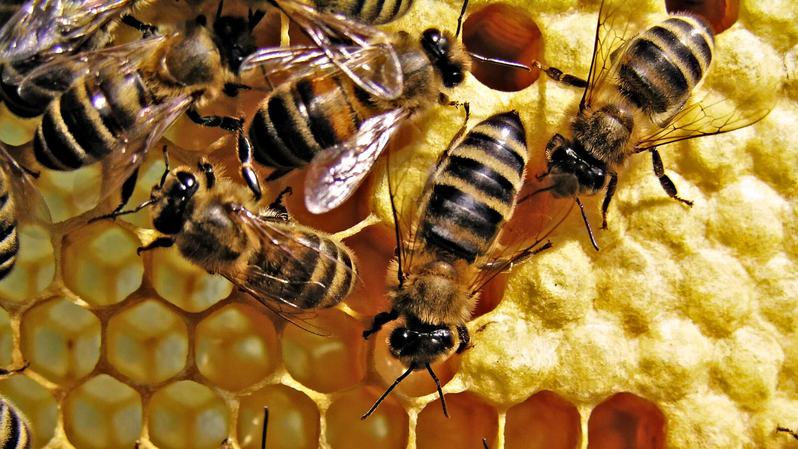 Wallpapers bees honey beehive on the desktop