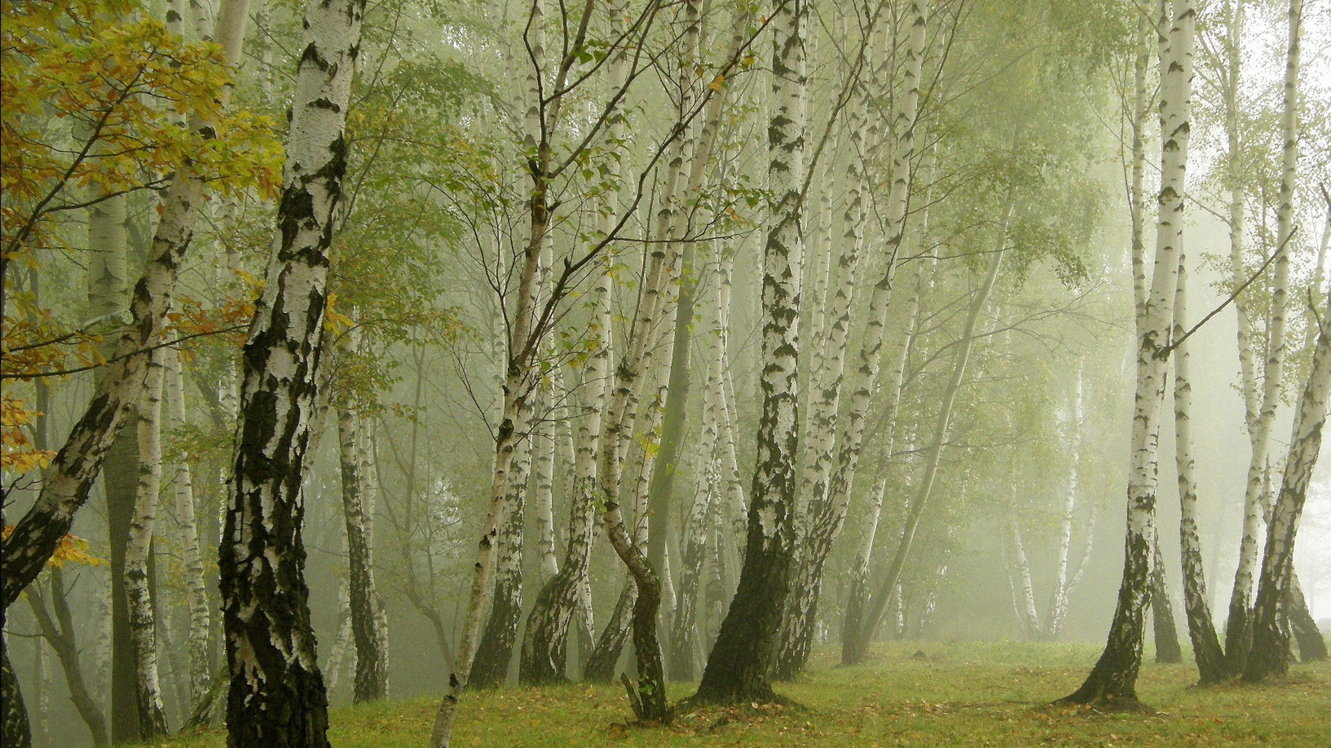 Wallpapers forest fog birch on the desktop
