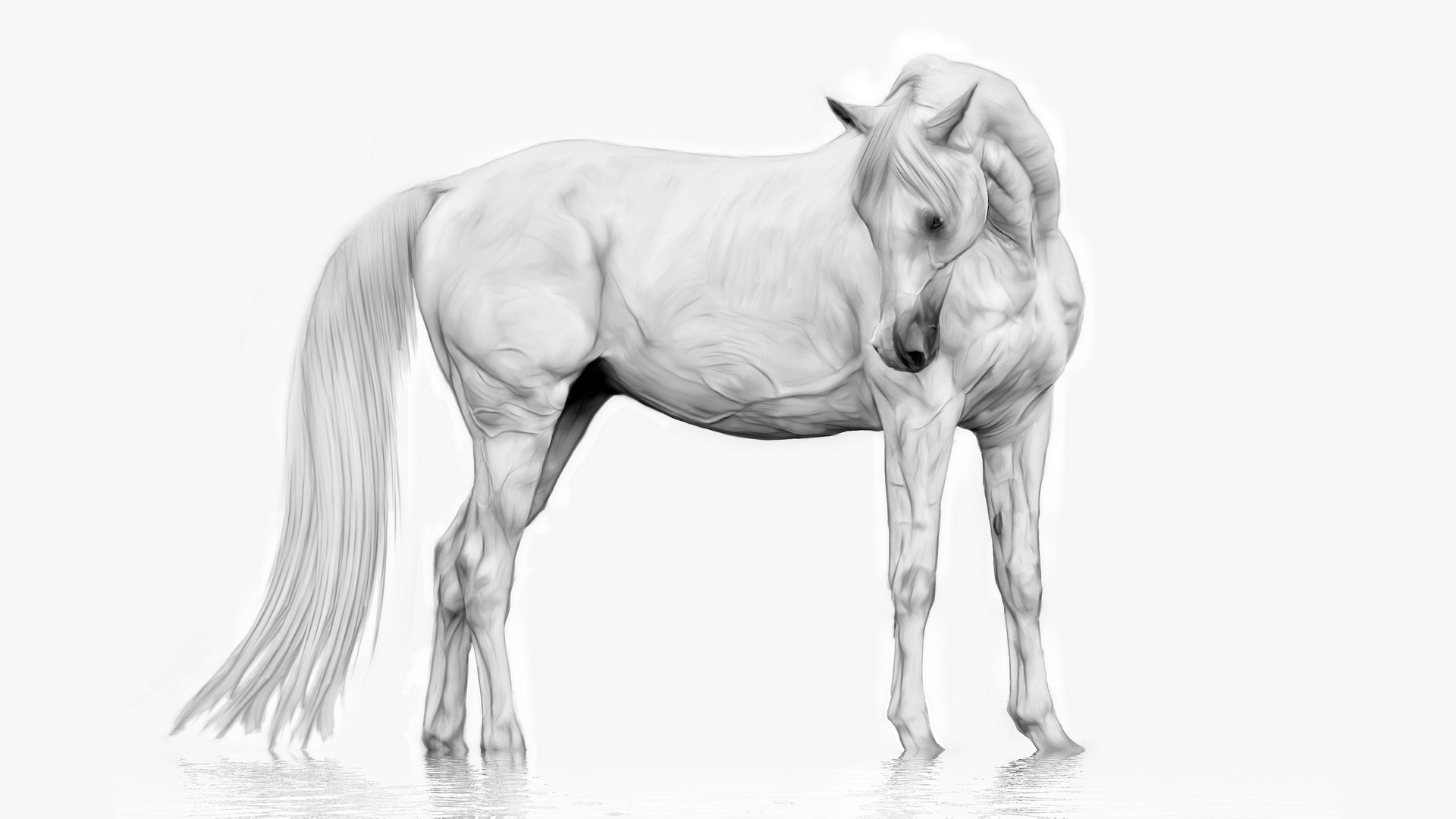 Wallpapers horse white tail on the desktop