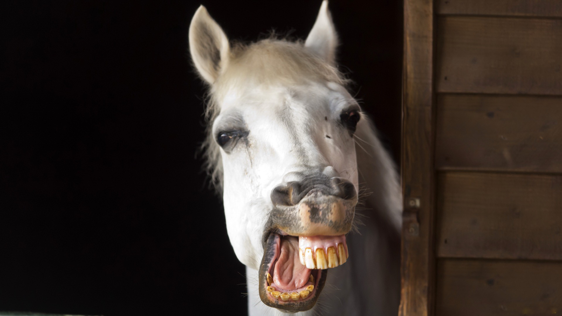 Обои лошадь улыбка зубы на рабочий стол