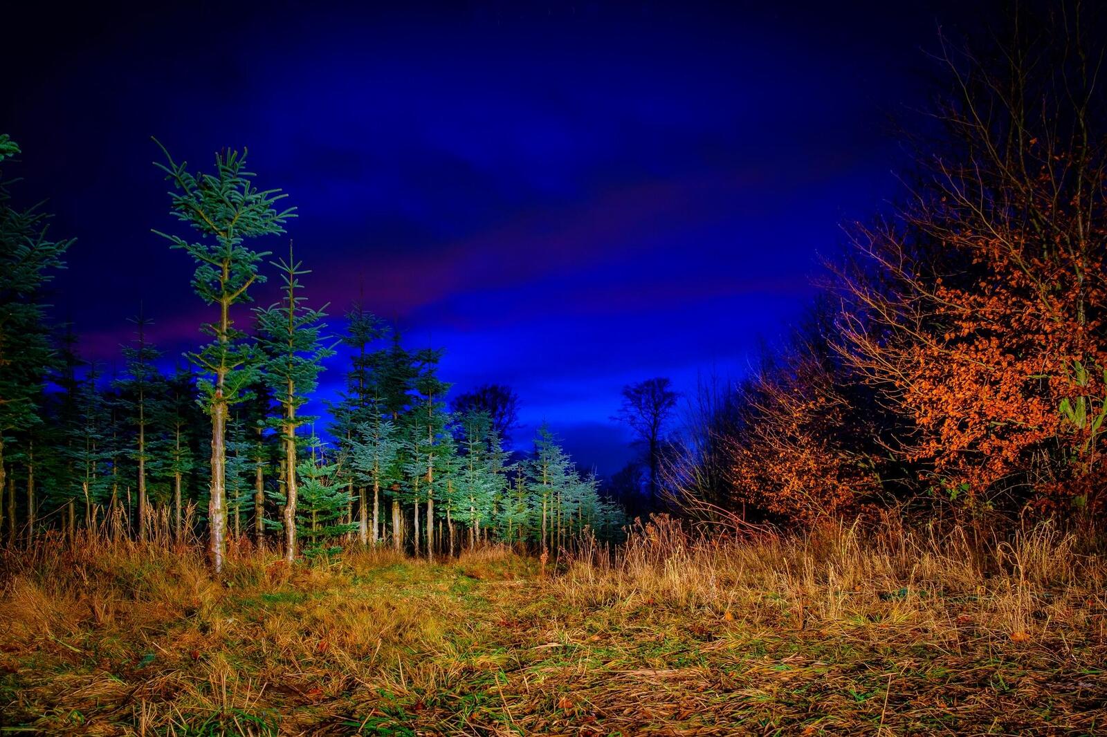 Wallpapers night glade trees on the desktop