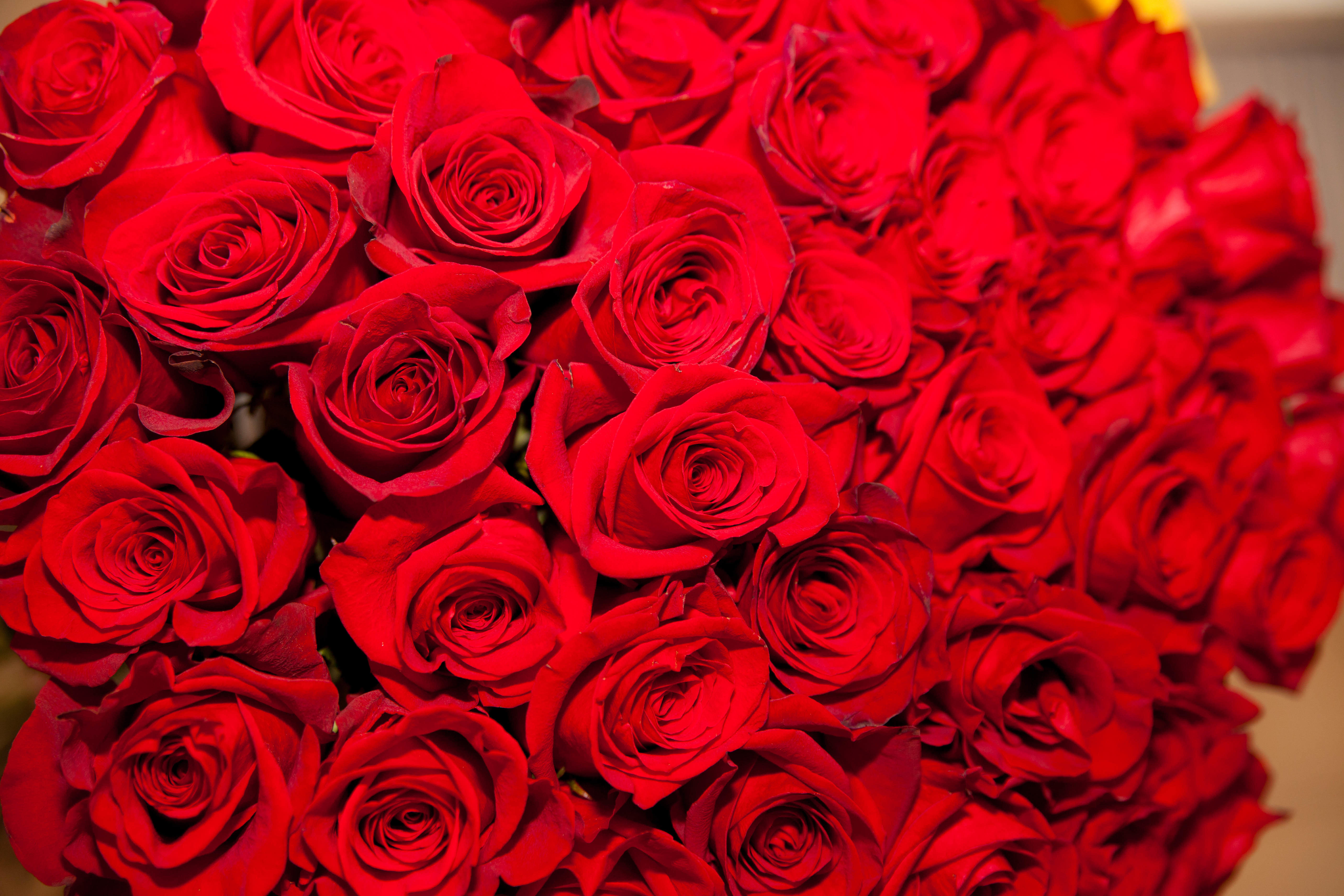 Обои красные лепестки флора роза на рабочий стол