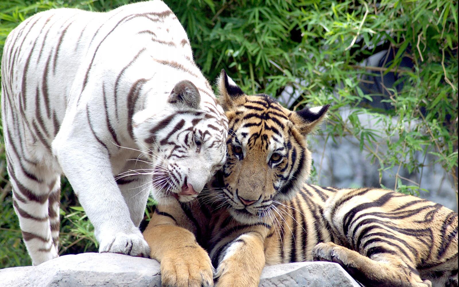 Обои тигры шерсть хищники на рабочий стол