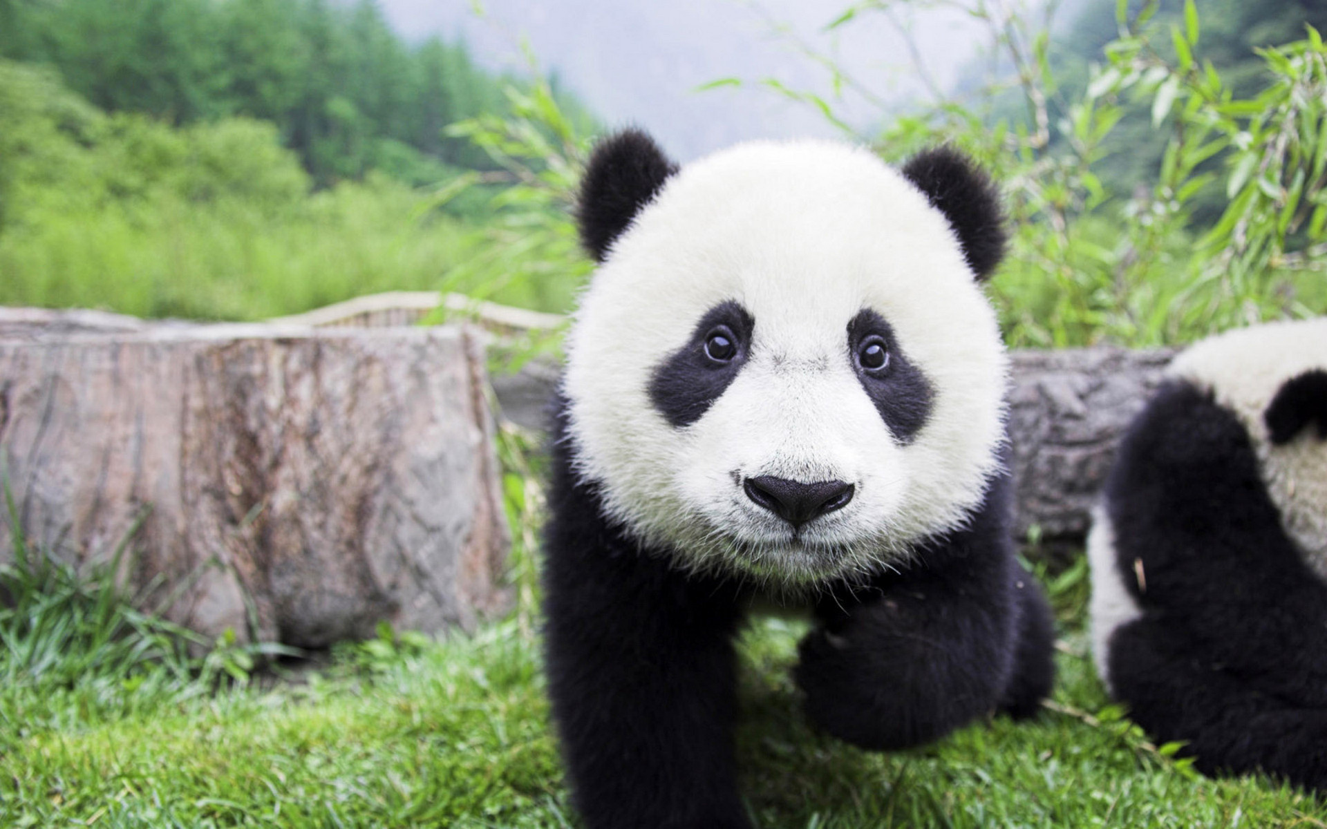 Wallpapers pandas bears bamboo on the desktop