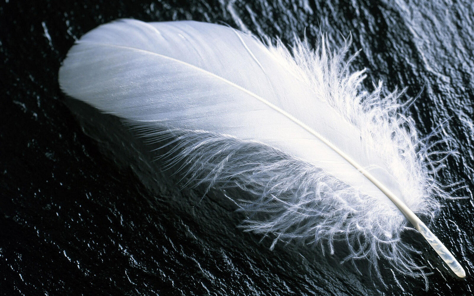 Wallpapers feather white fluff on the desktop