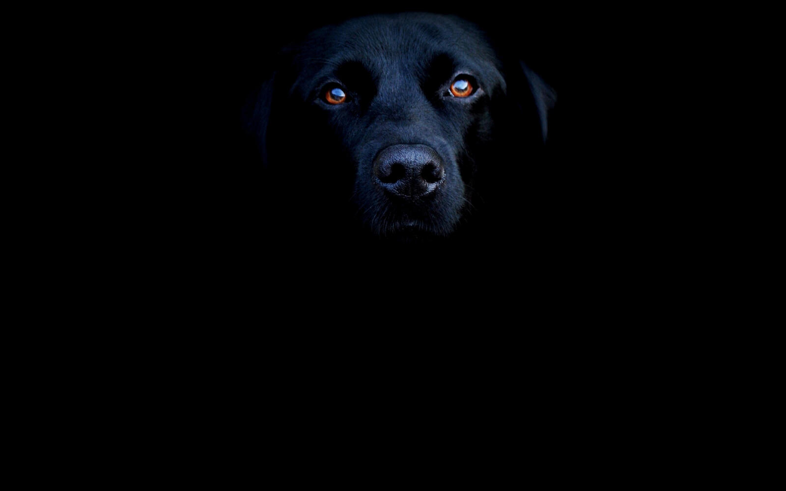 Wallpapers dog black background on the desktop