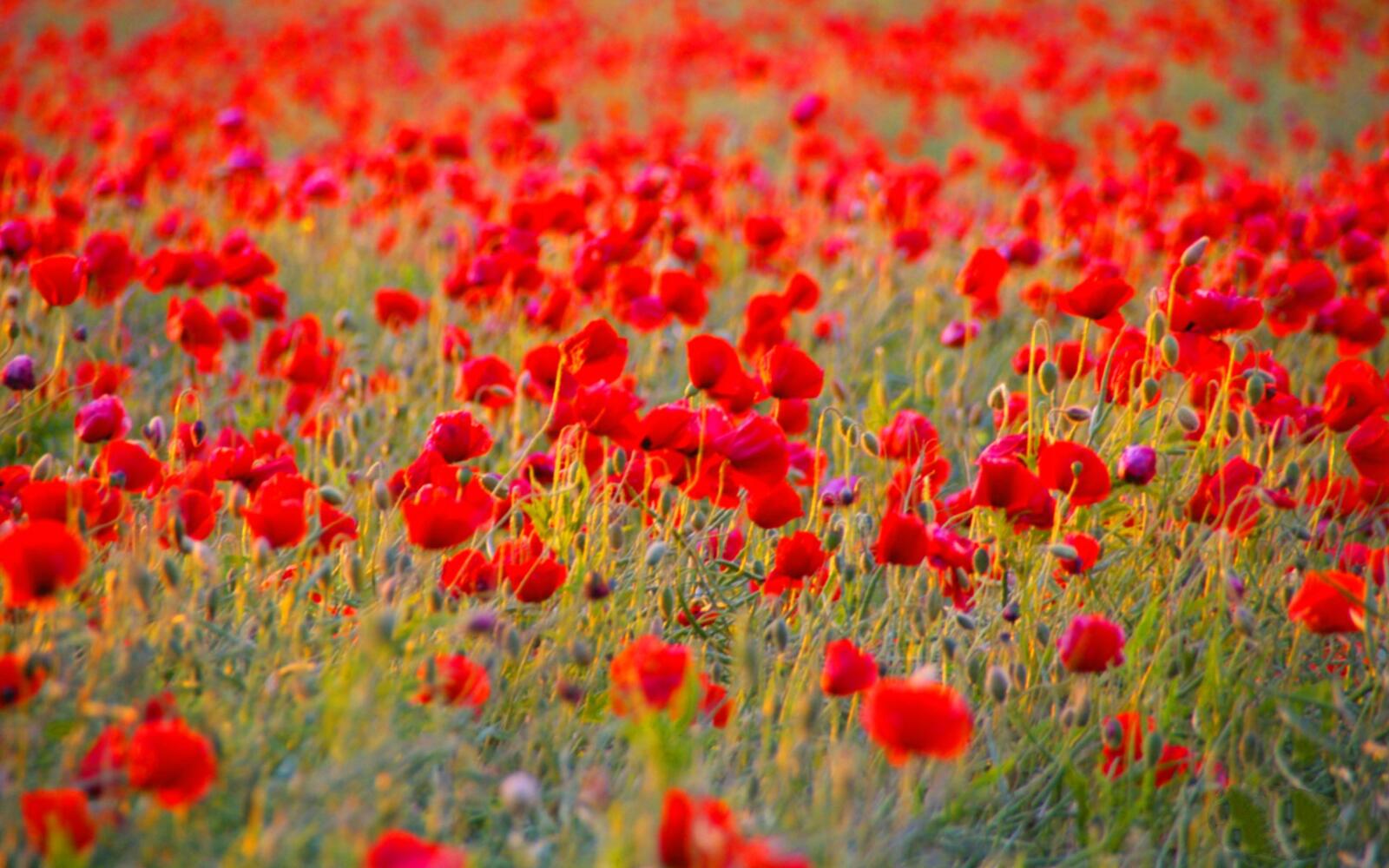 Wallpapers field nature red on the desktop
