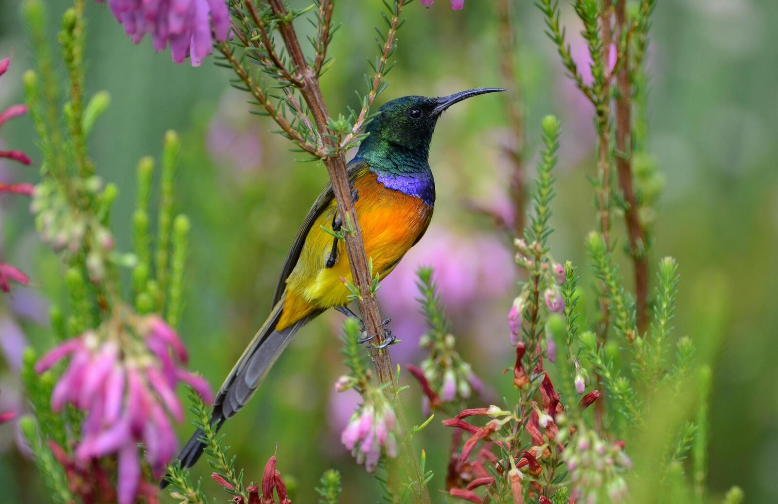 Обои птица нектарница разноцветная на рабочий стол