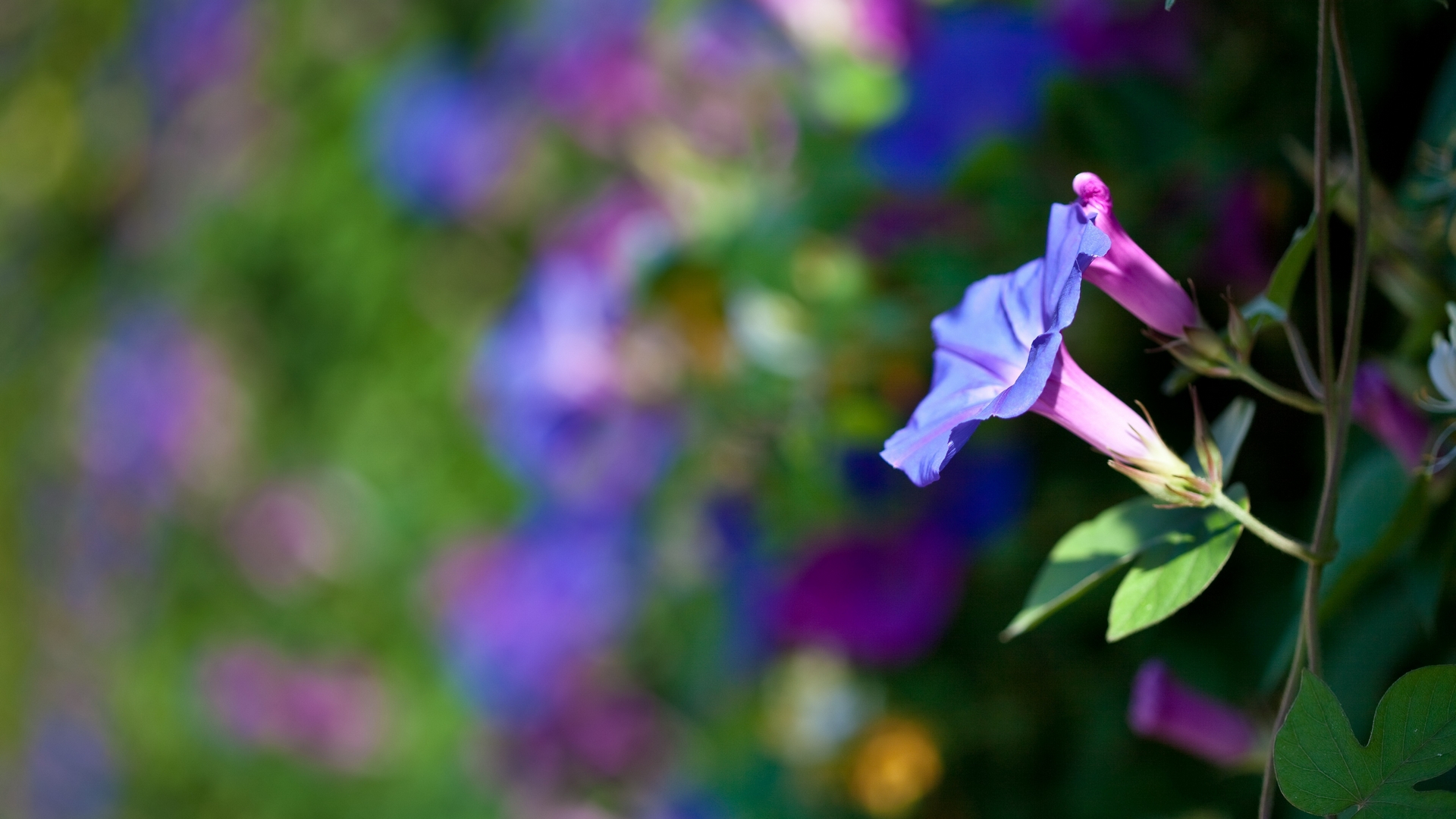 Фото бесплатно цветок, лепестки, клумба