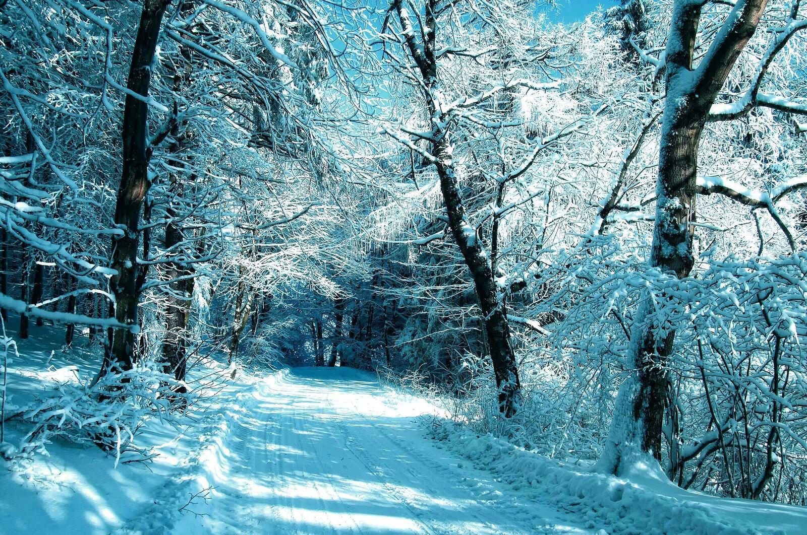 Wallpapers snowdrifts winter trees on the desktop