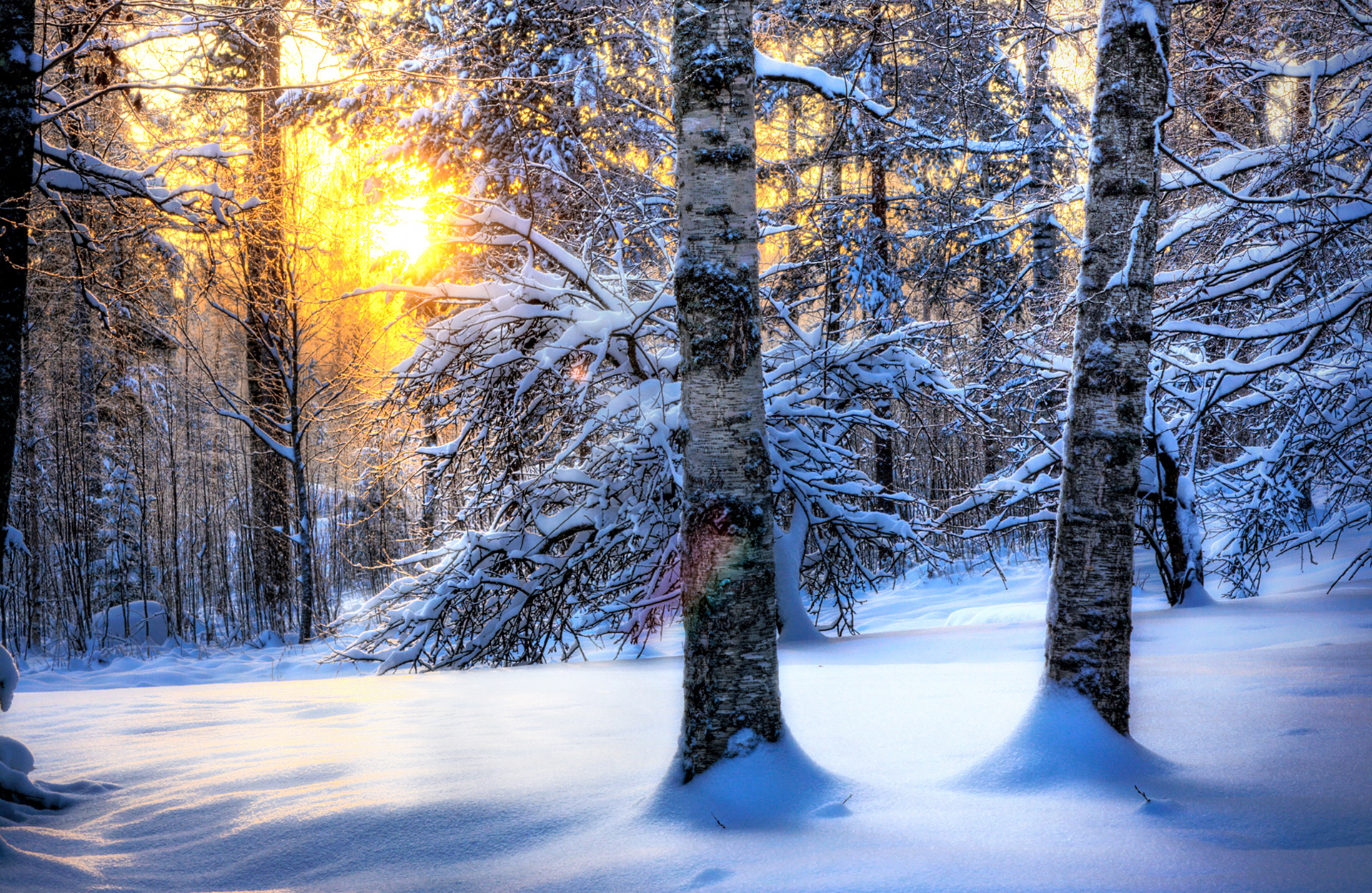 Wallpapers forest sunset winter on the desktop