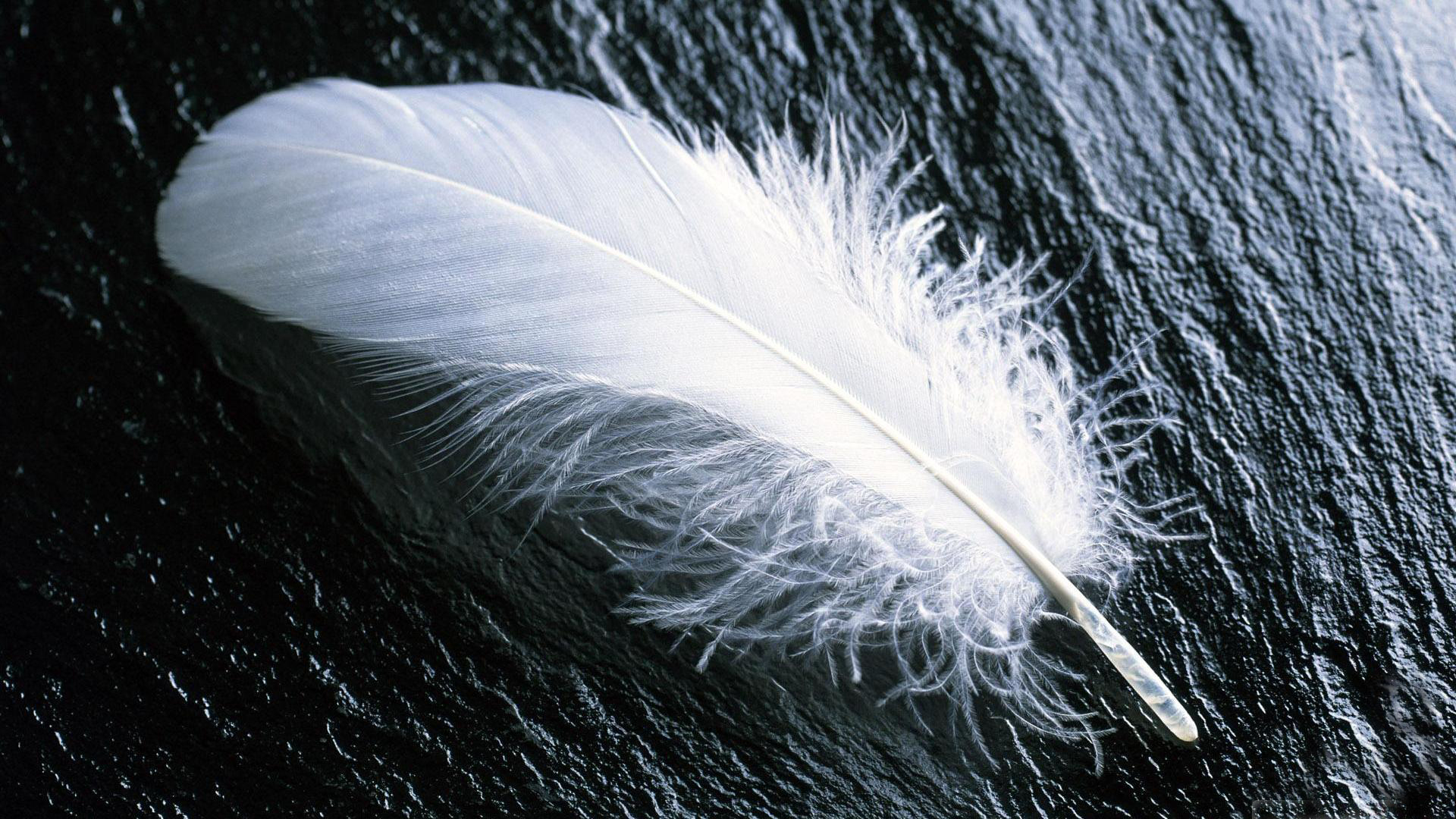 Wallpapers feather white stone on the desktop