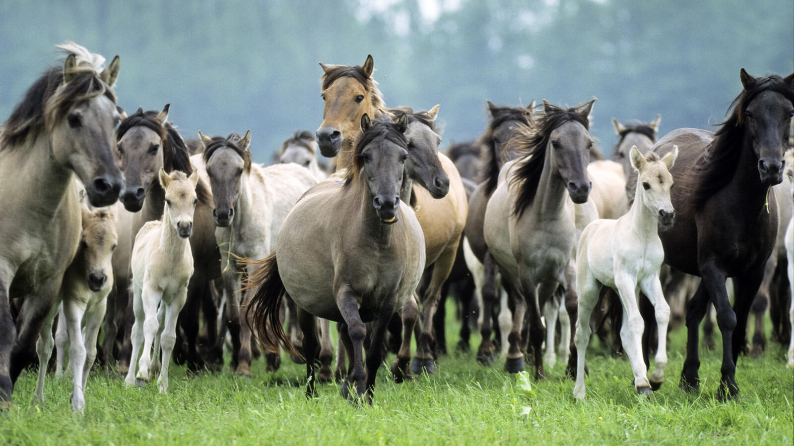 Wallpapers horses foals herd on the desktop