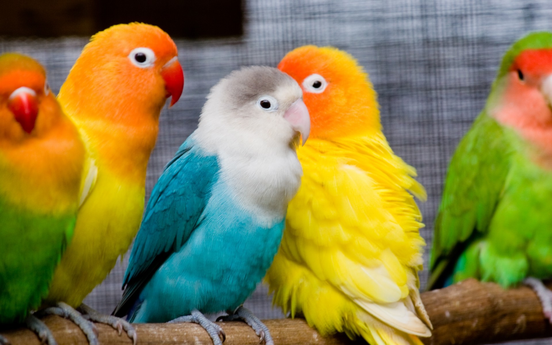 Обои попугаи птицы перья на рабочий стол