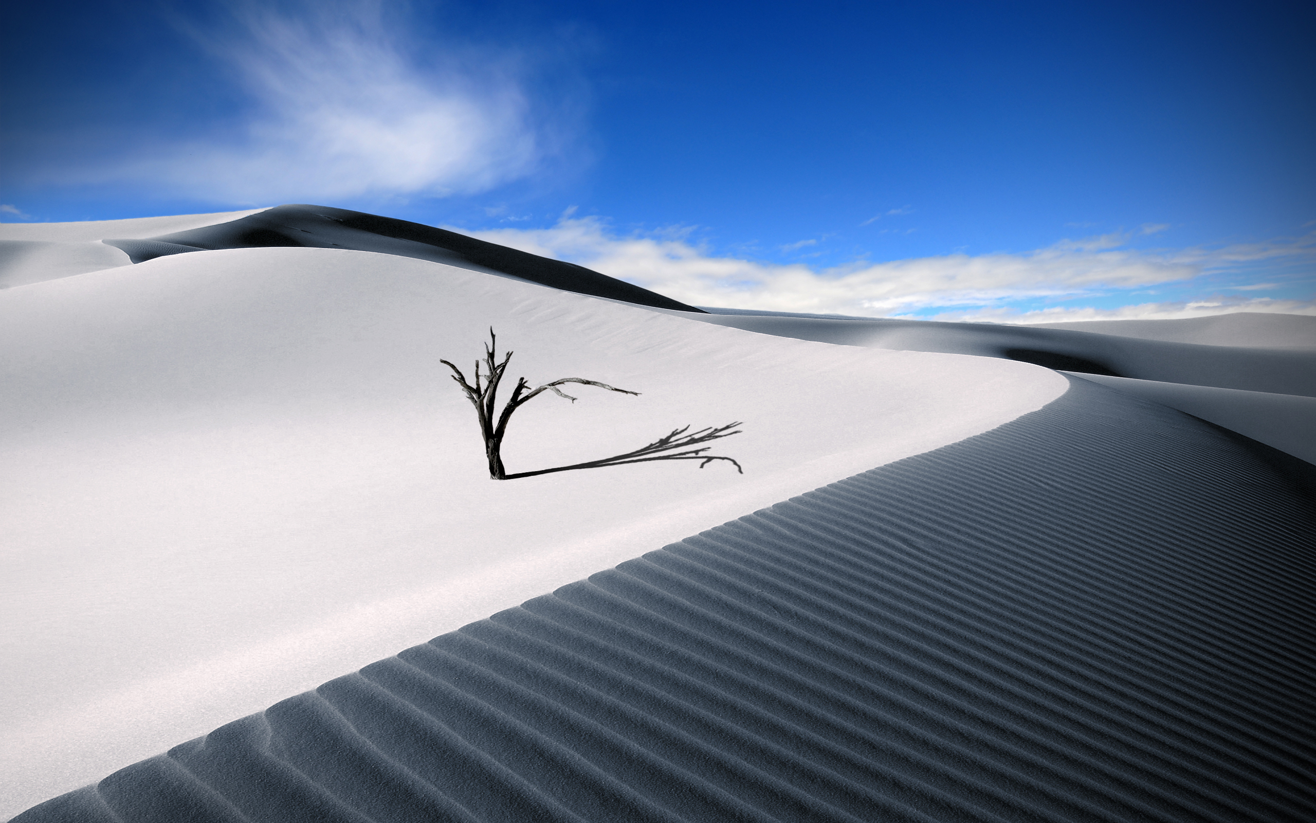 Wallpapers desert dunes tree on the desktop