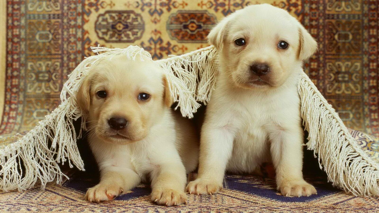 Wallpapers puppies white muzzles on the desktop