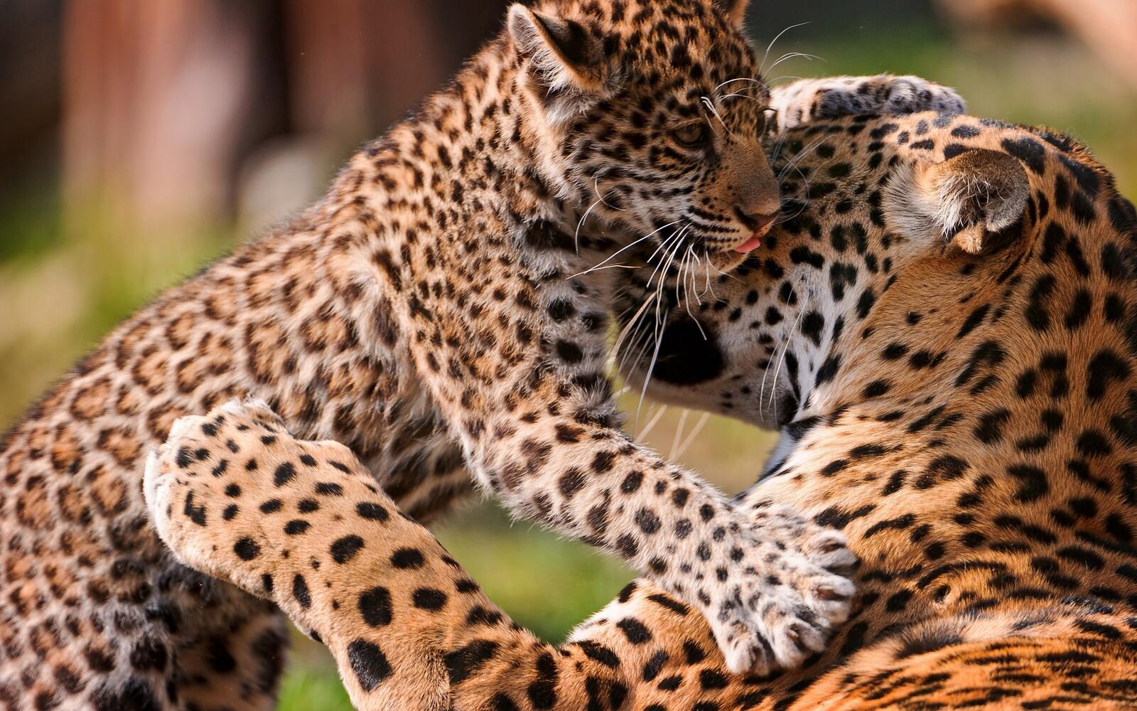 Wallpapers leopard kitten cat on the desktop