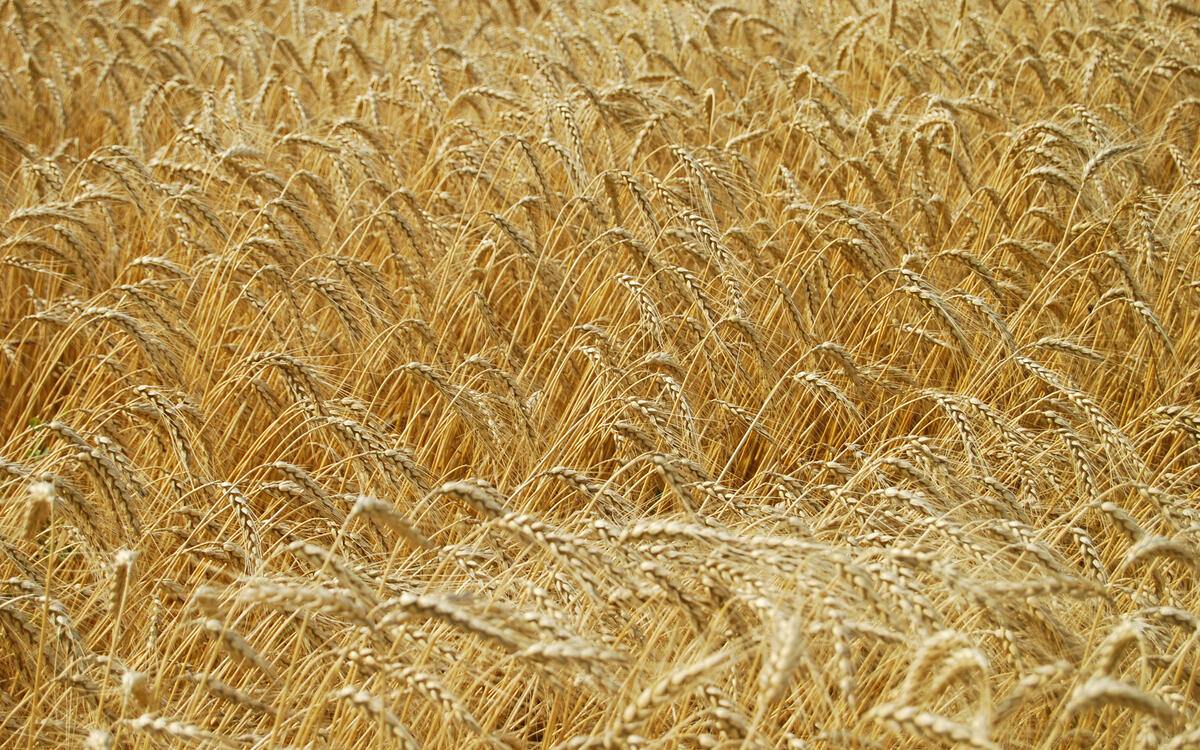 Большое поле с зерном