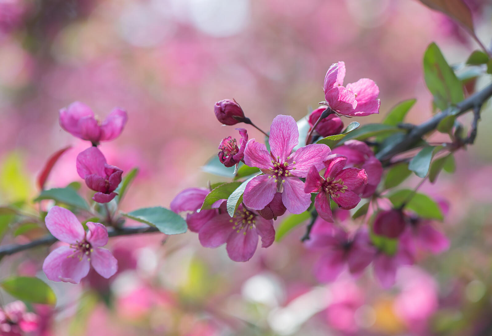 Обои весна цветение цветы вишни на рабочий стол
