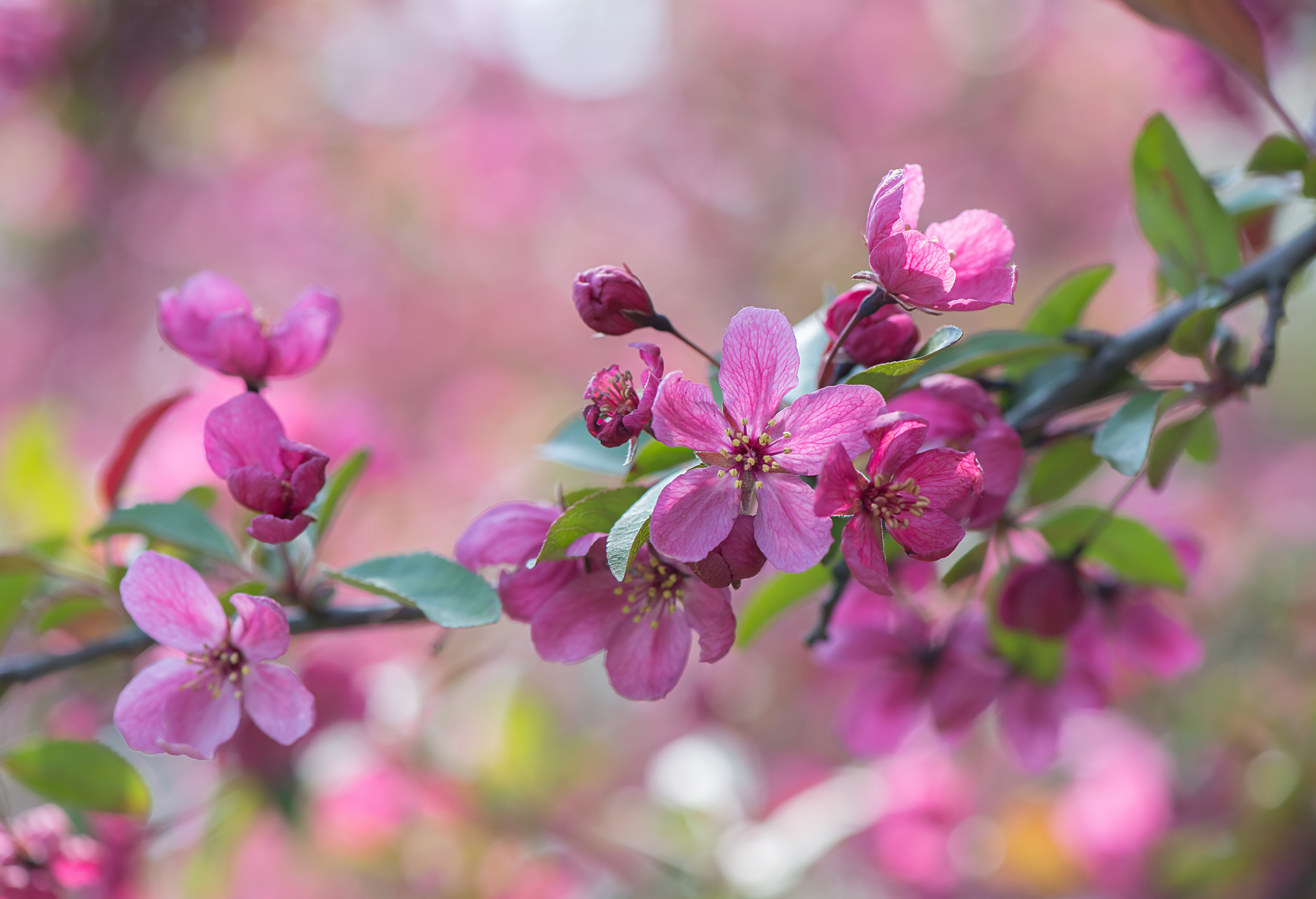 Обои весна цветение цветы вишни на рабочий стол