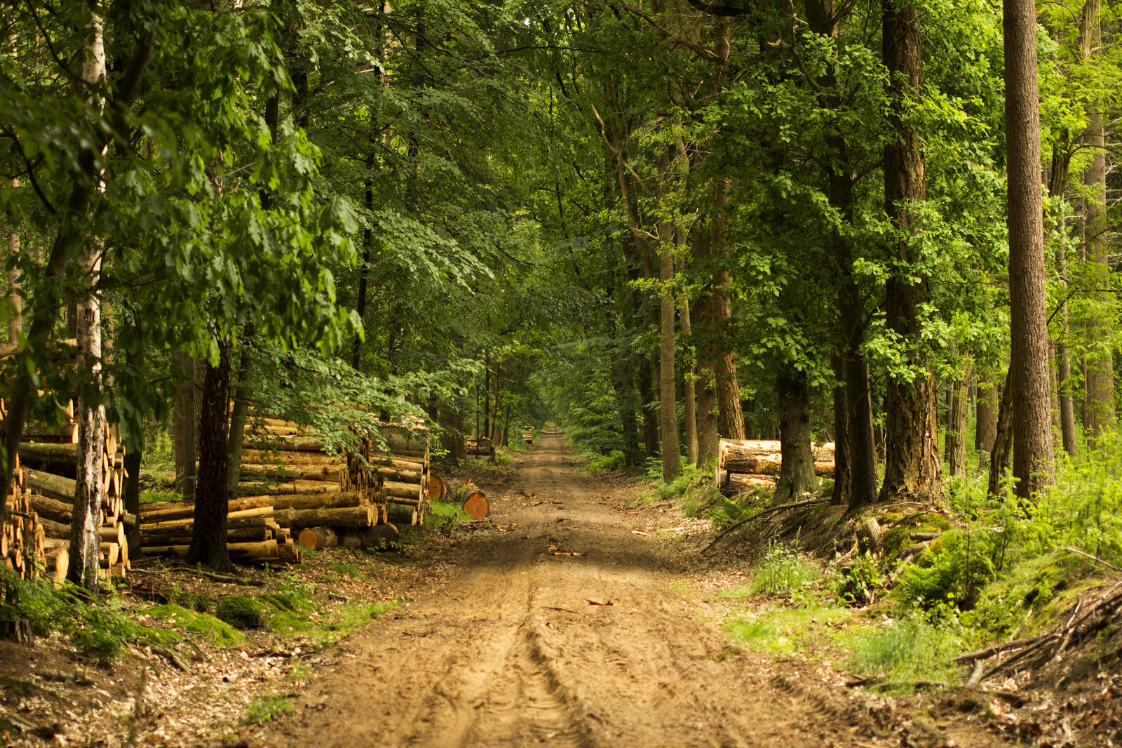 Обои лес гравийная дорога грунтовая дорога на рабочий стол