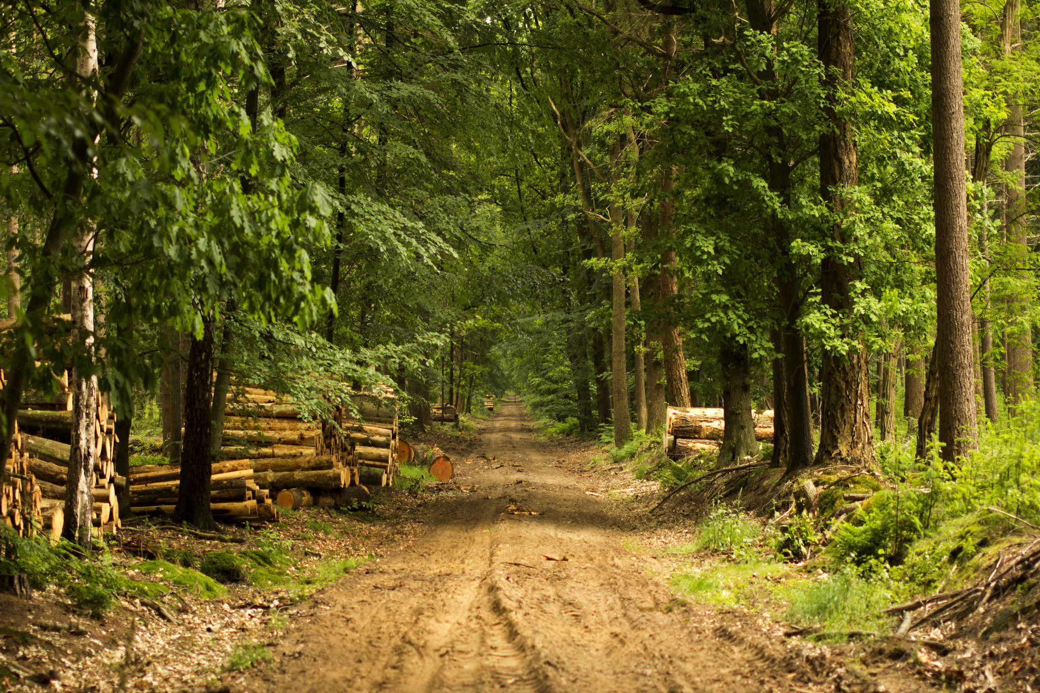 Wallpapers forest gravel road dirt road on the desktop