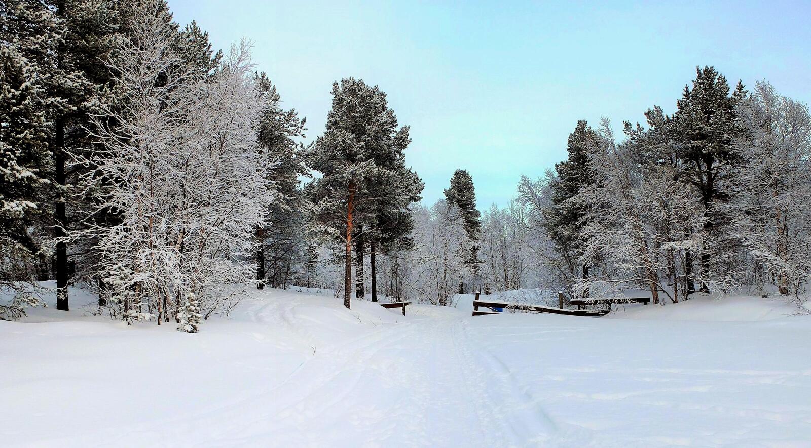 Обои зимний лес деревья в снегу пейзажи на рабочий стол