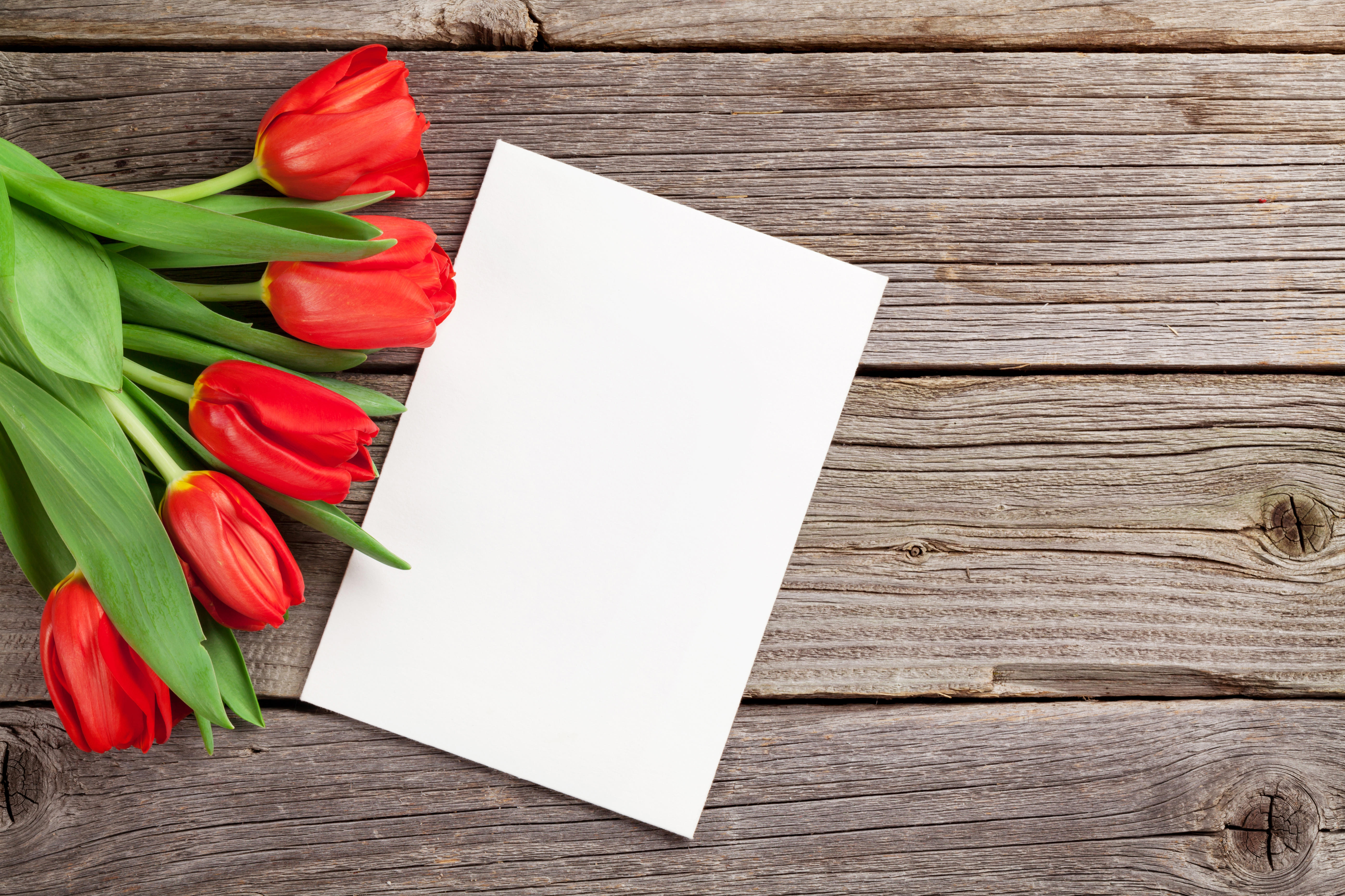 Фото бесплатно тюльпаны, цветы, бумага