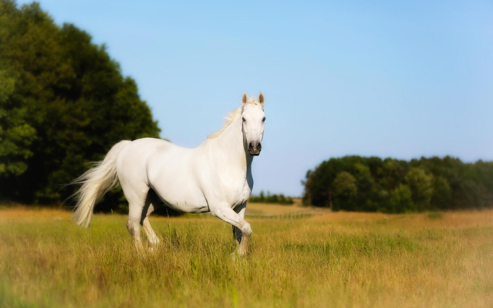Wallpapers face trees horse on the desktop