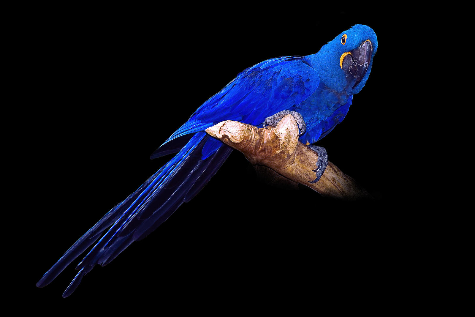 Wallpapers Hyacinth Macaw parrot bird on the desktop